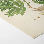 Plant Studies: Plate No. 12