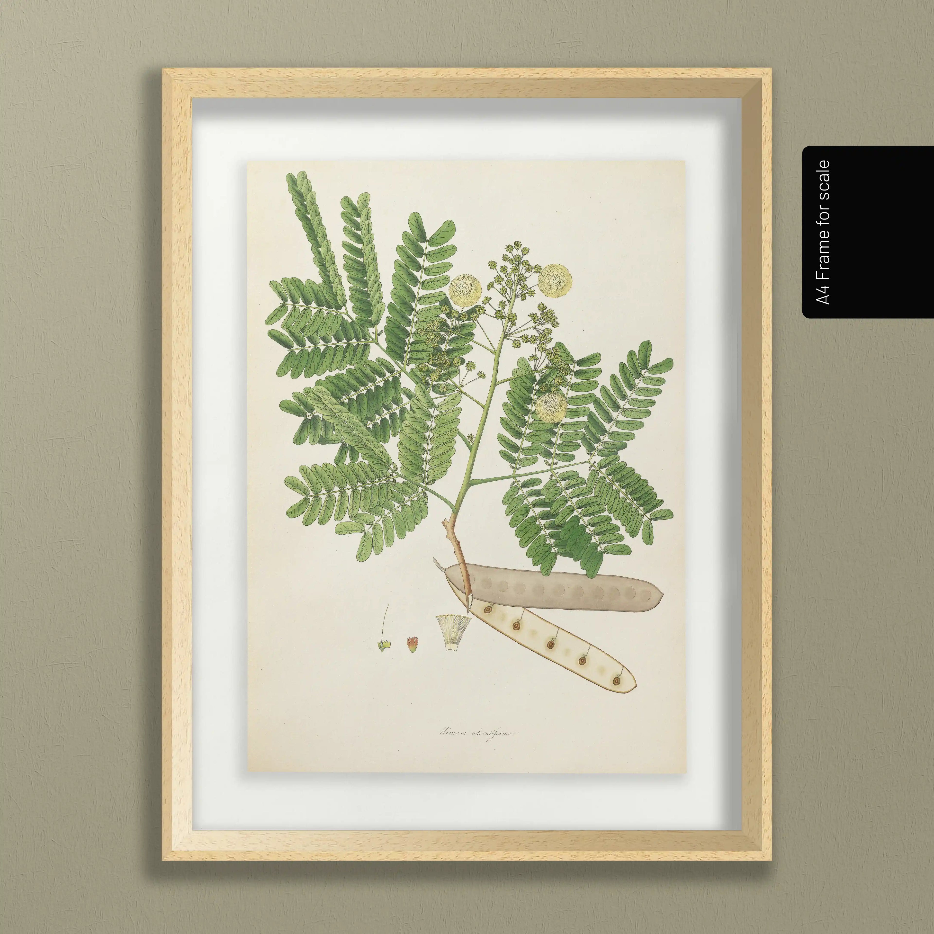 Plant Studies: Plate No. 12
