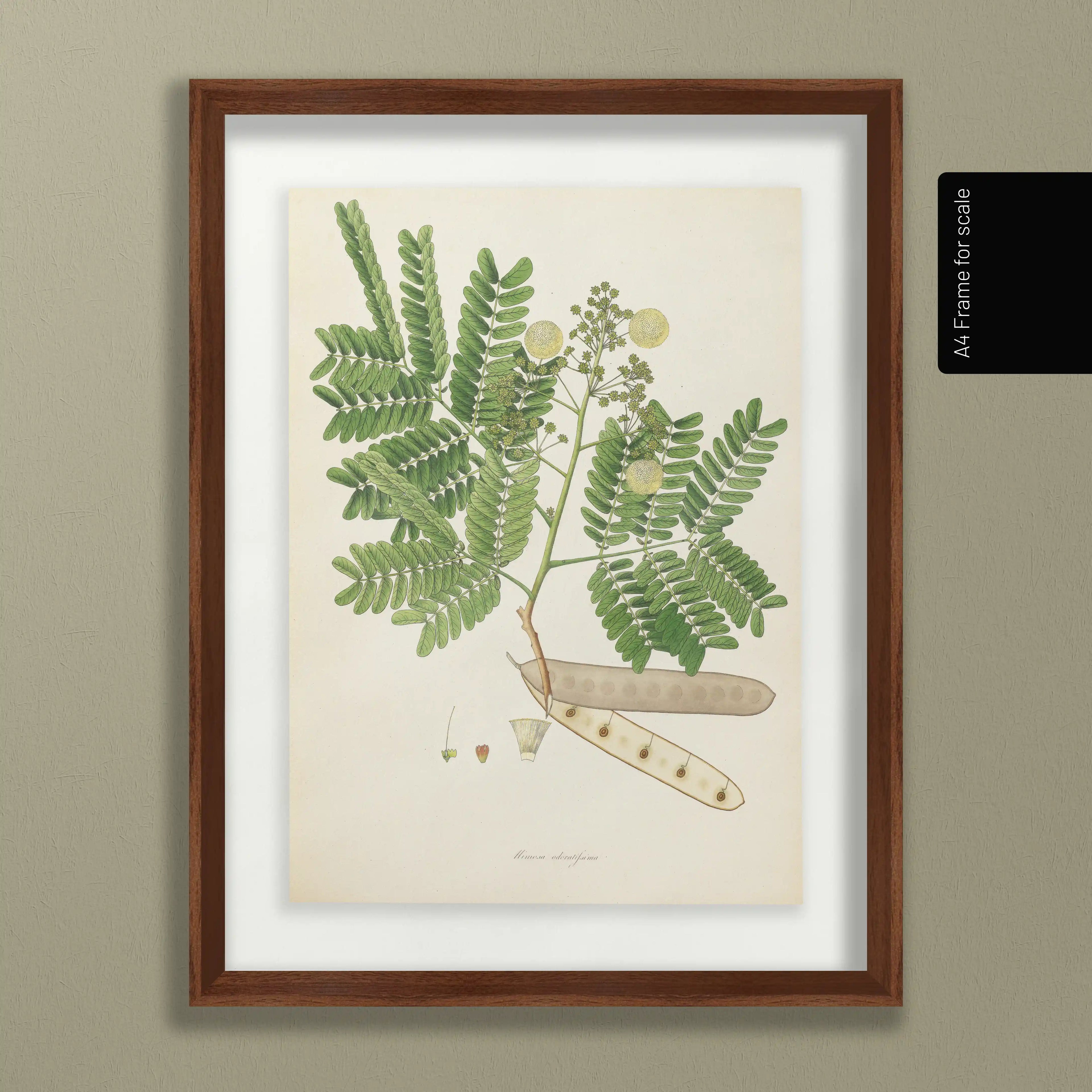 Plant Studies: Plate No. 12