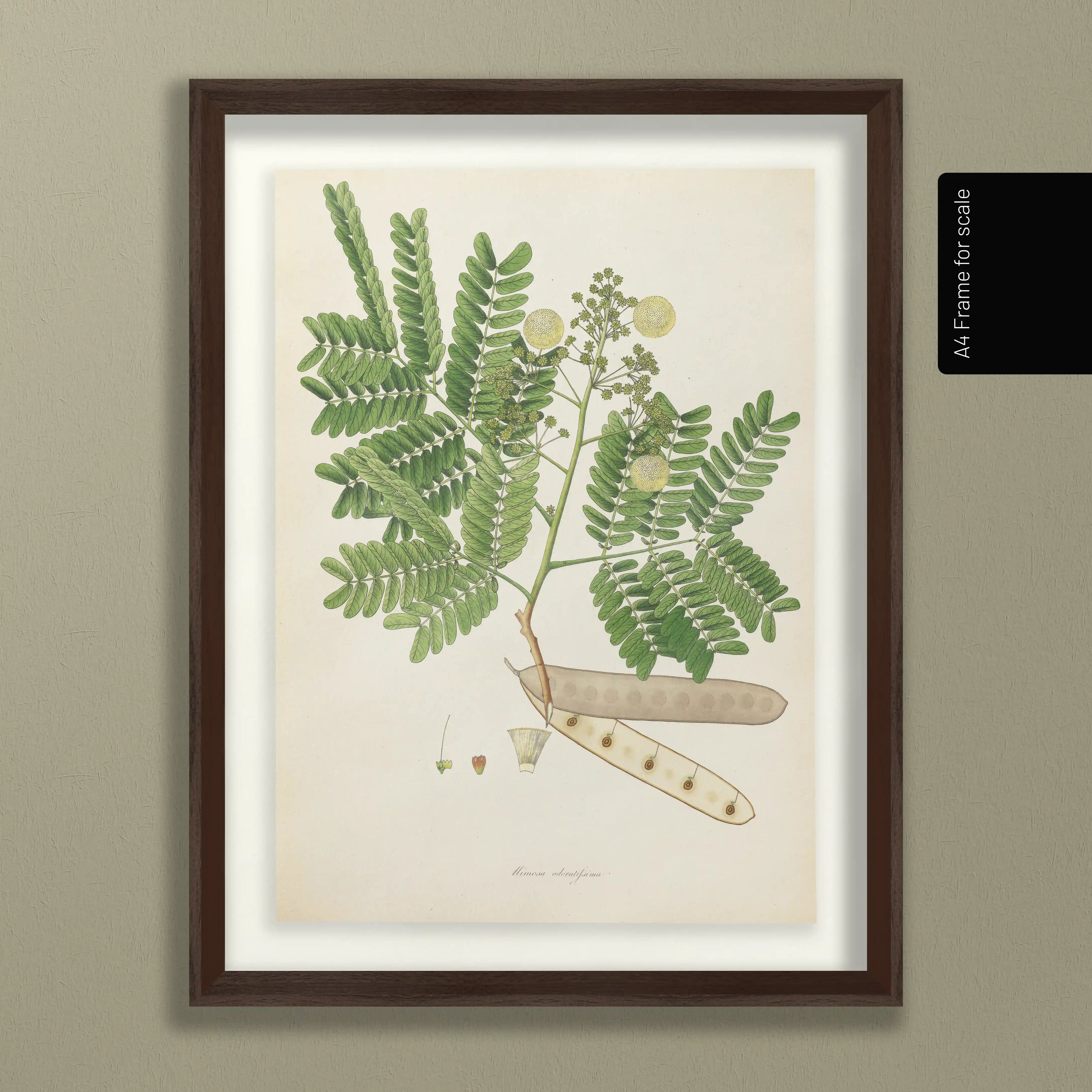 Plant Studies: Plate No. 12