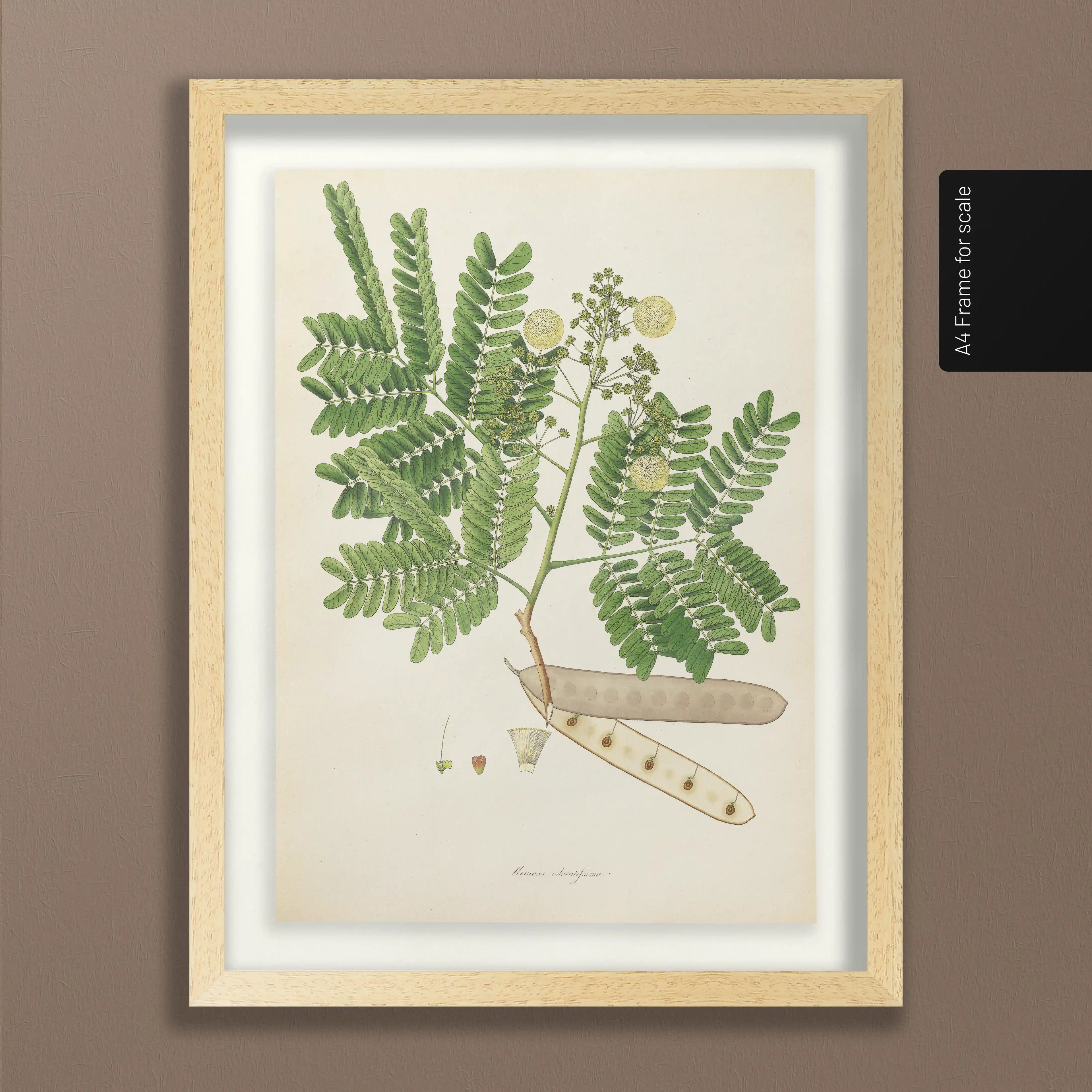 Plant Studies: Plate No. 12