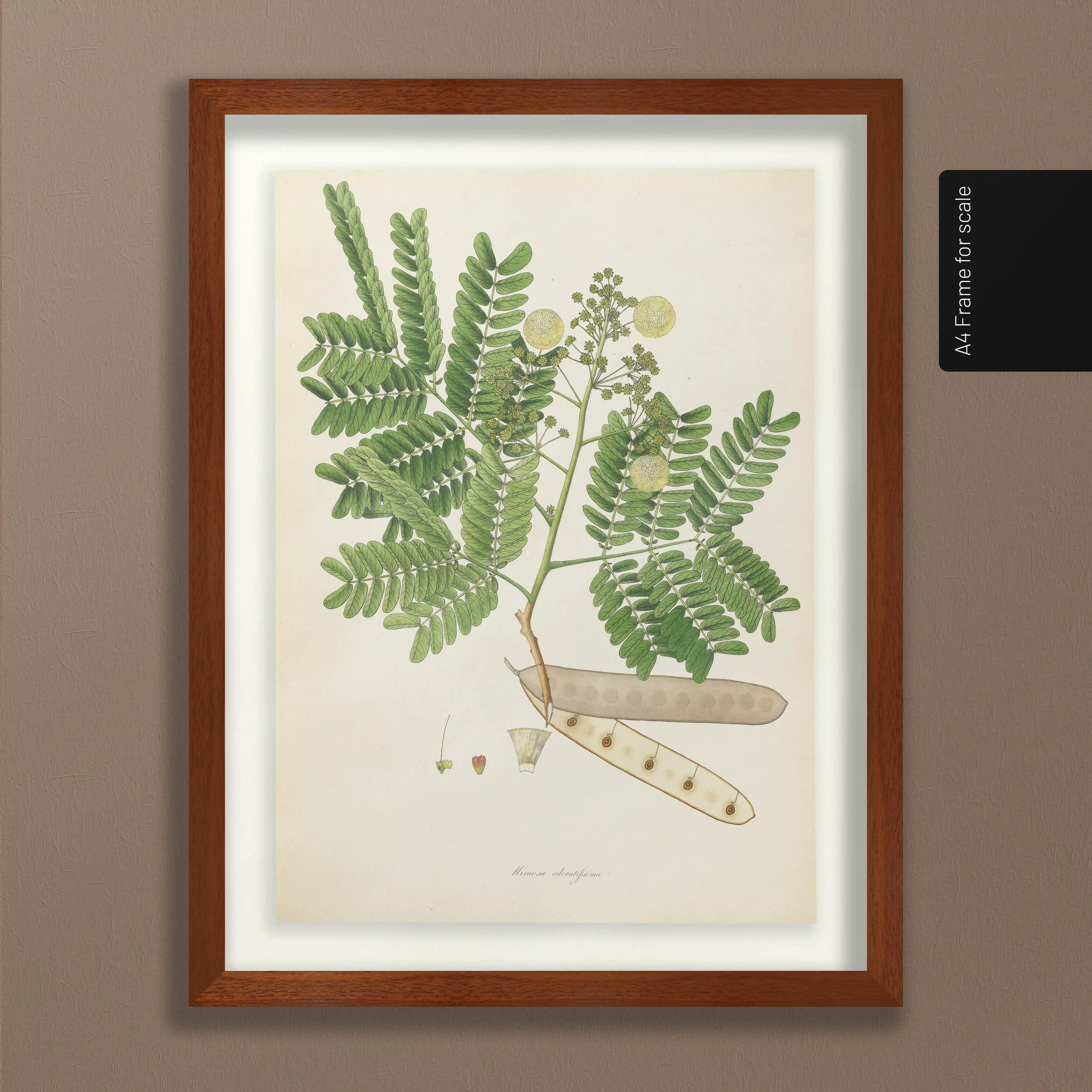 Plant Studies: Plate No. 12