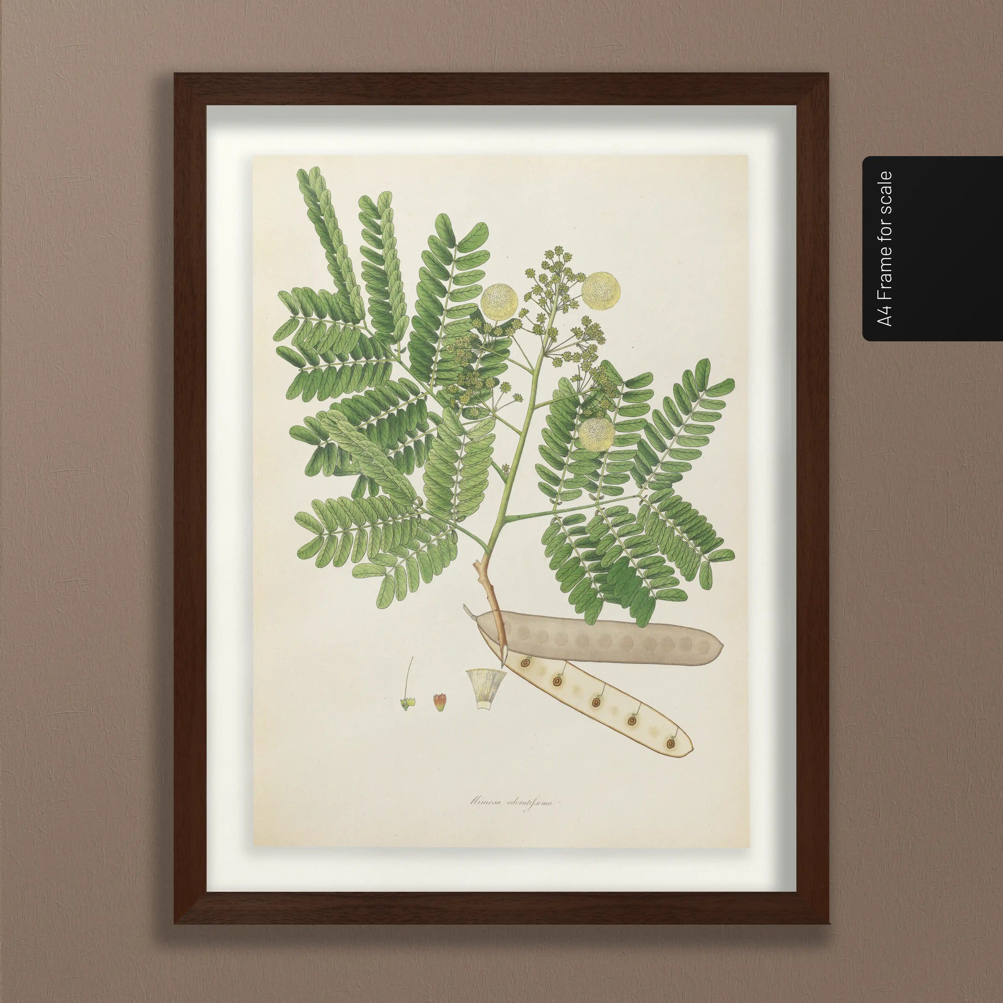 Plant Studies: Plate No. 12