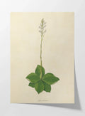 Plant Studies: Plate No. 13