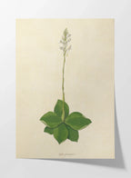 Plant Studies: Plate No. 13