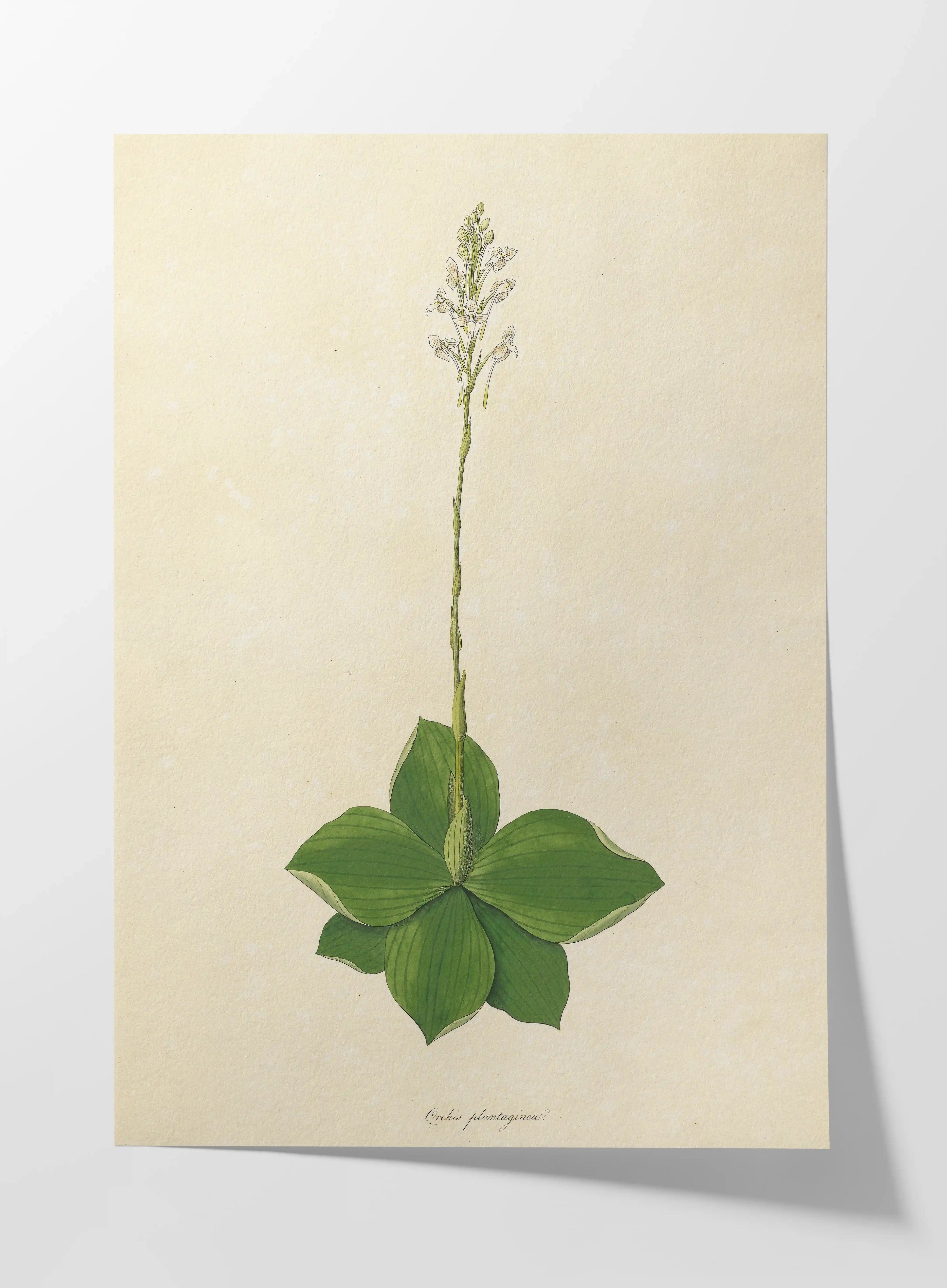 Plant Studies: Plate No. 13