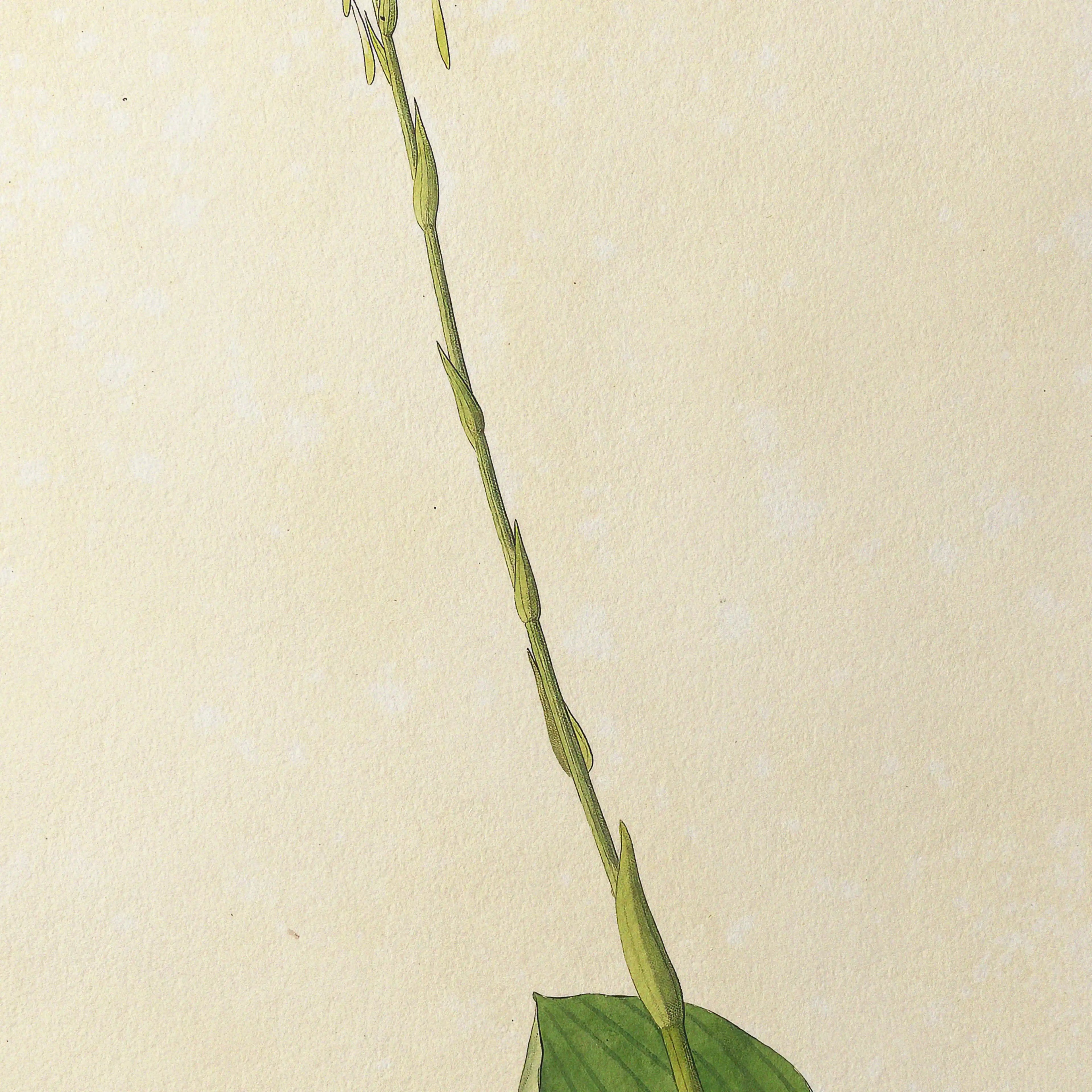 Plant Studies: Plate No. 13