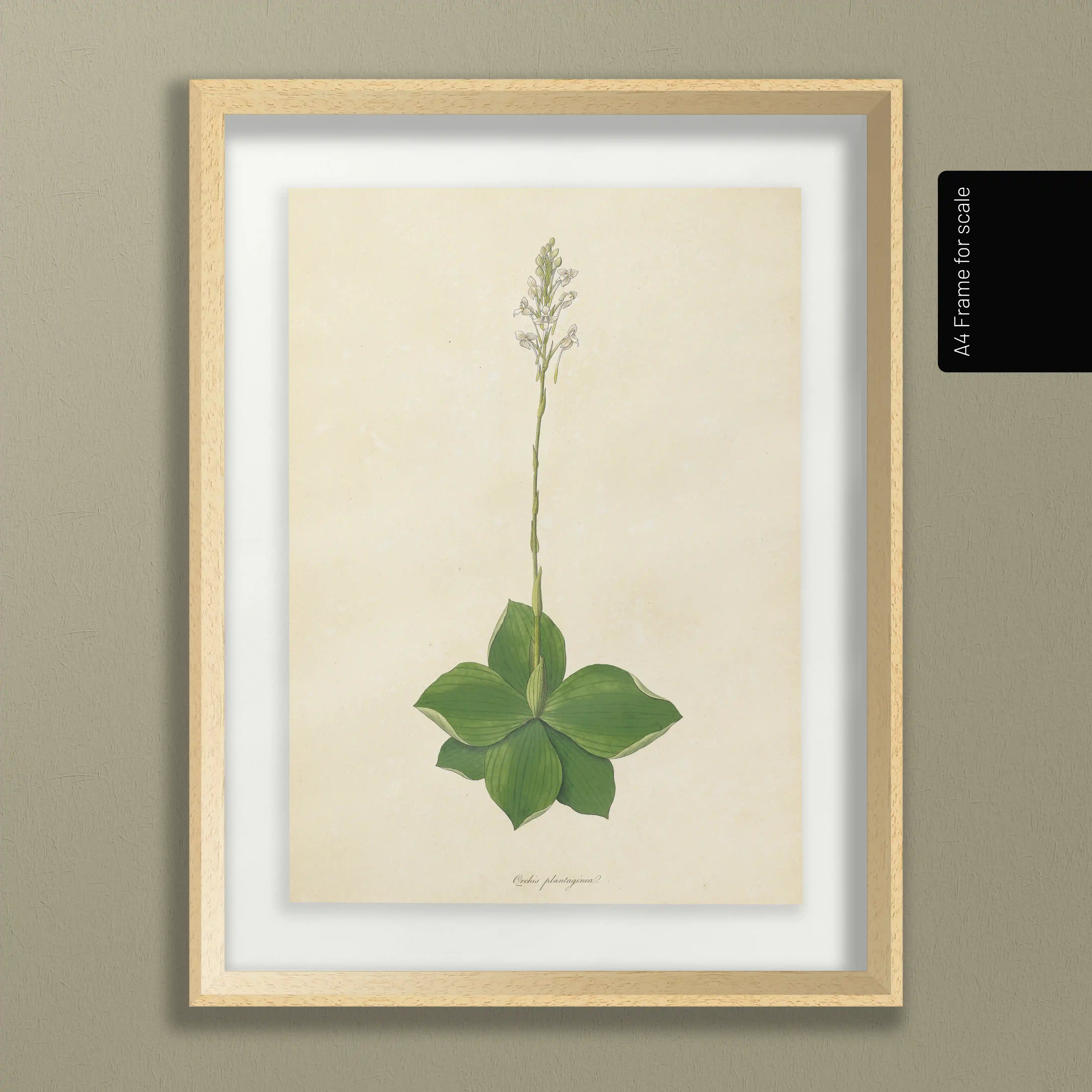 Plant Studies: Plate No. 13