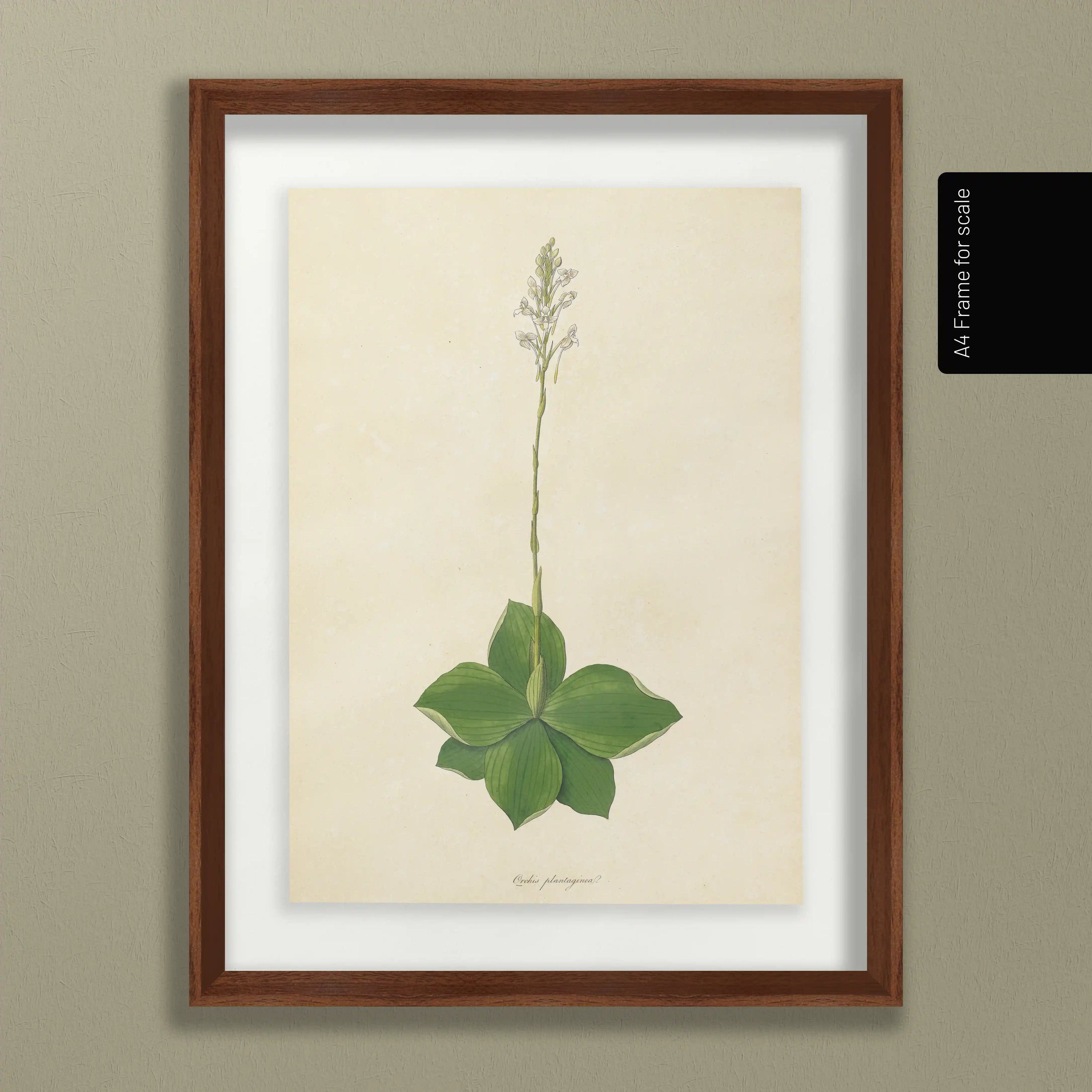 Plant Studies: Plate No. 13