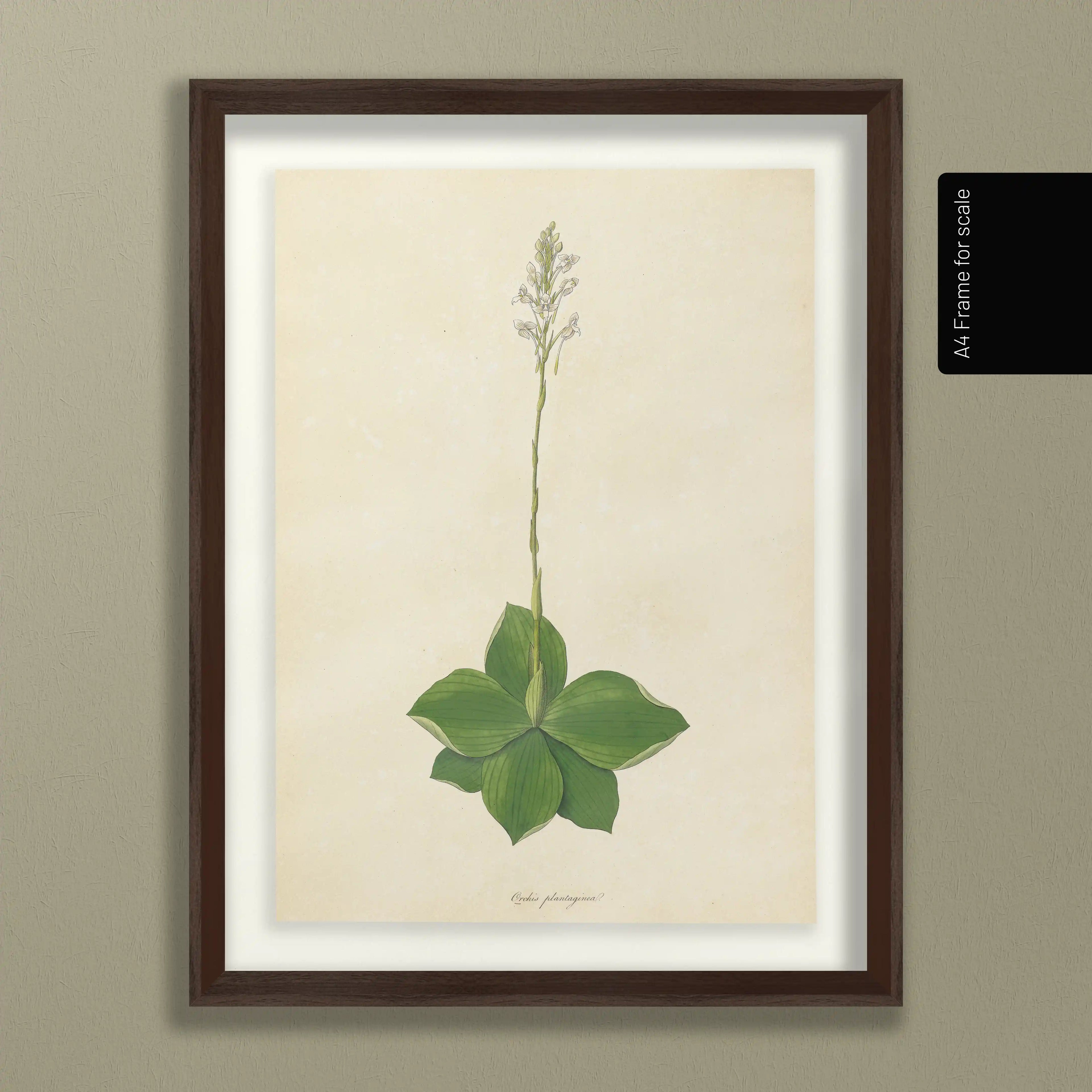 Plant Studies: Plate No. 13