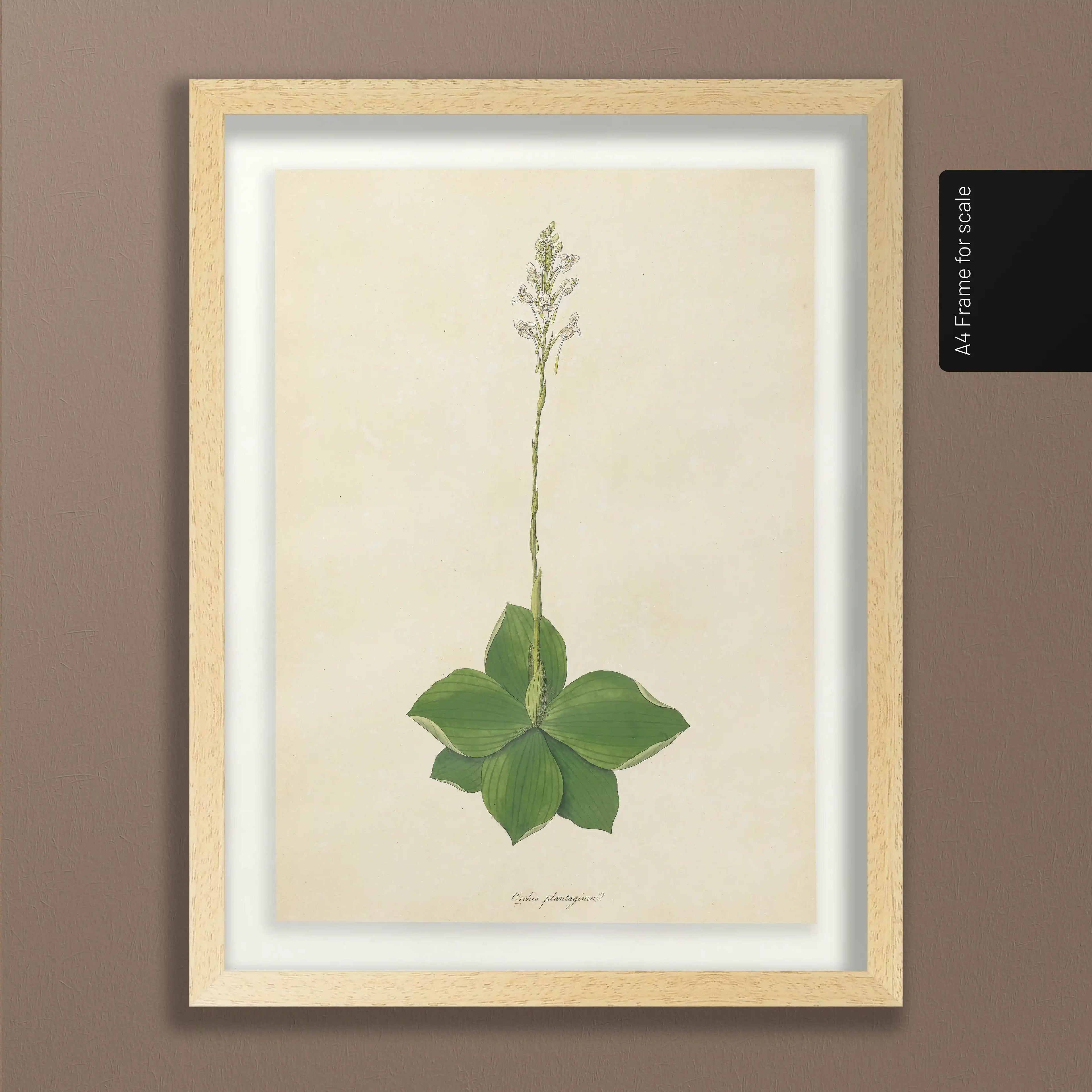 Plant Studies: Plate No. 13