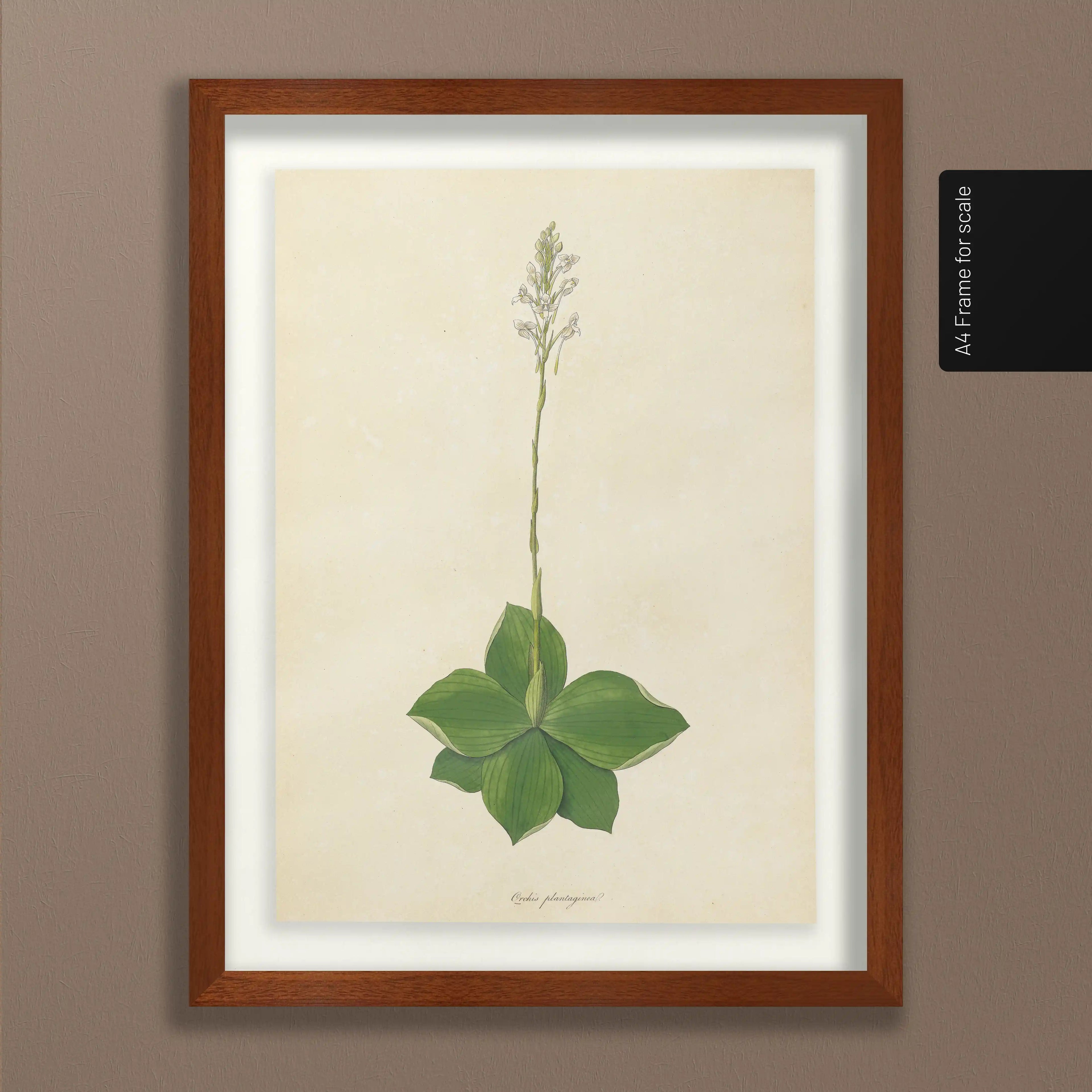 Plant Studies: Plate No. 13