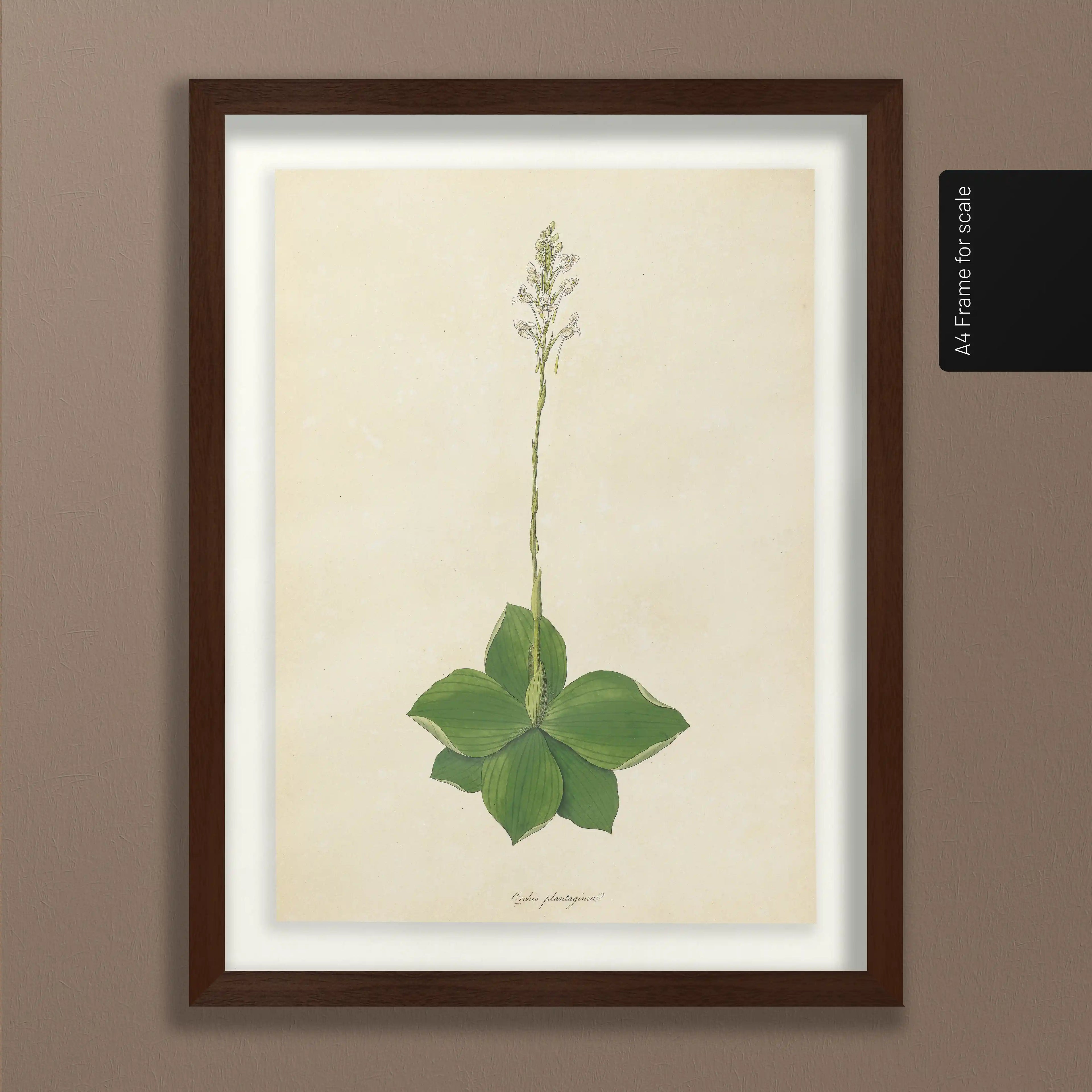 Plant Studies: Plate No. 13