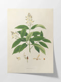 Plant Studies: Plate No. 14