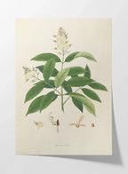 Plant Studies: Plate No. 14