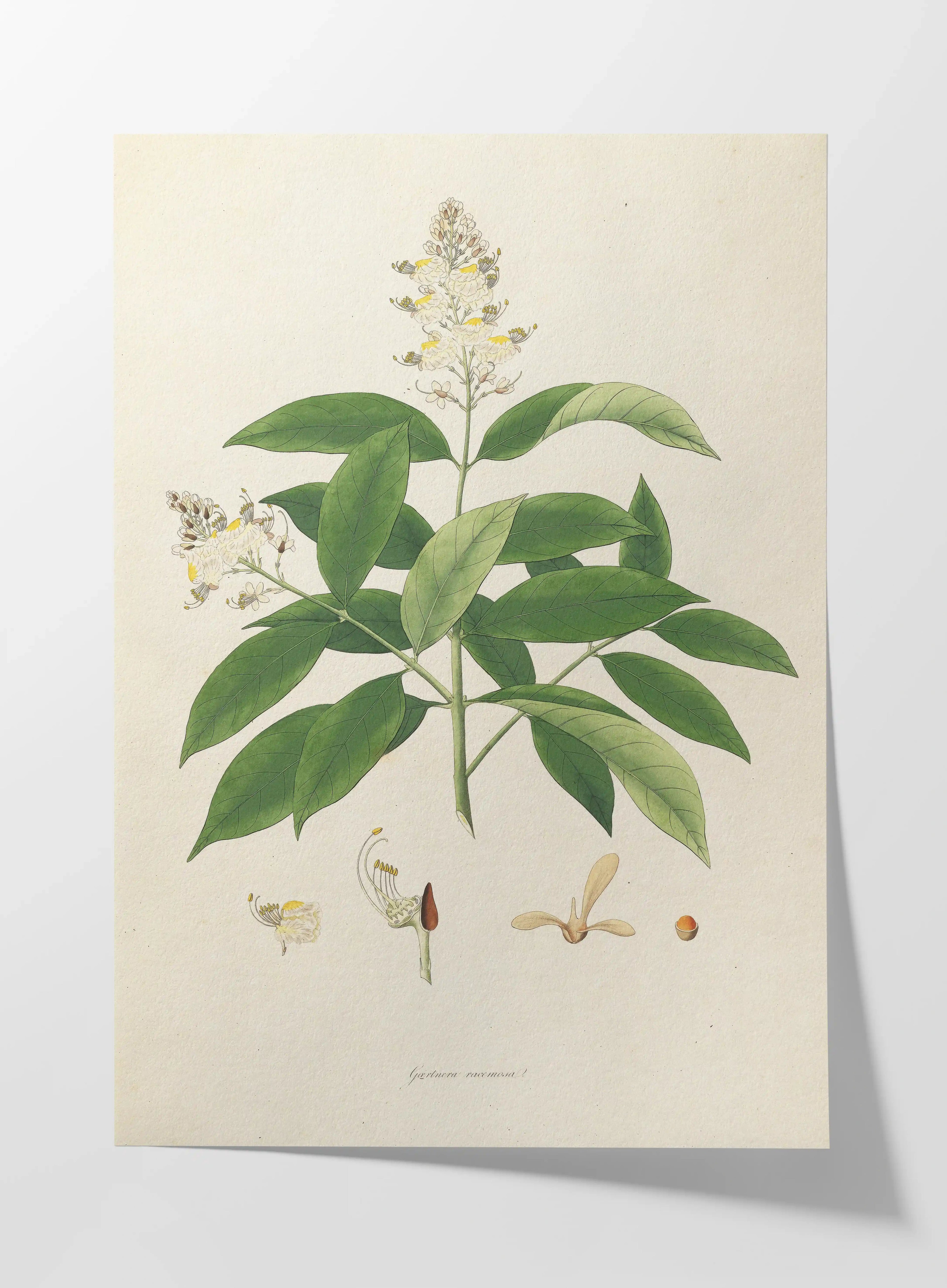 Plant Studies: Plate No. 14