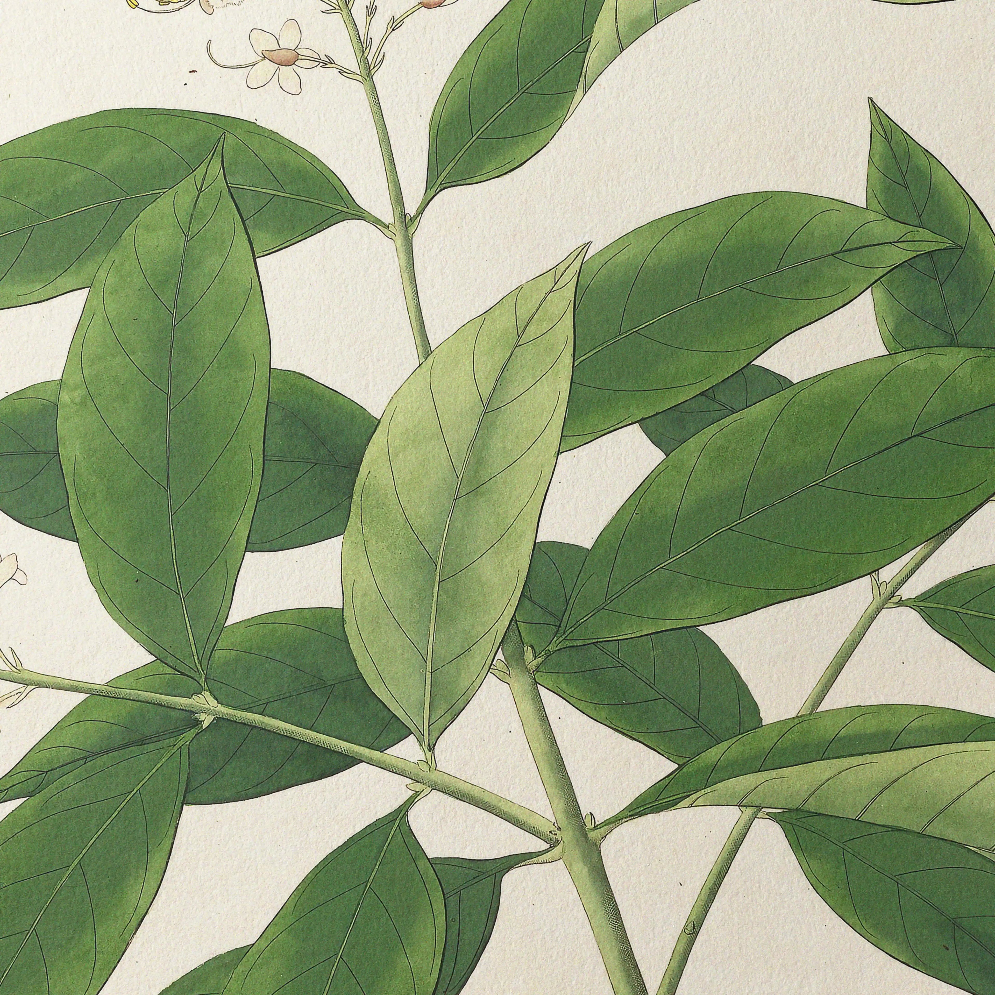 Plant Studies: Plate No. 14