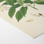 Plant Studies: Plate No. 14