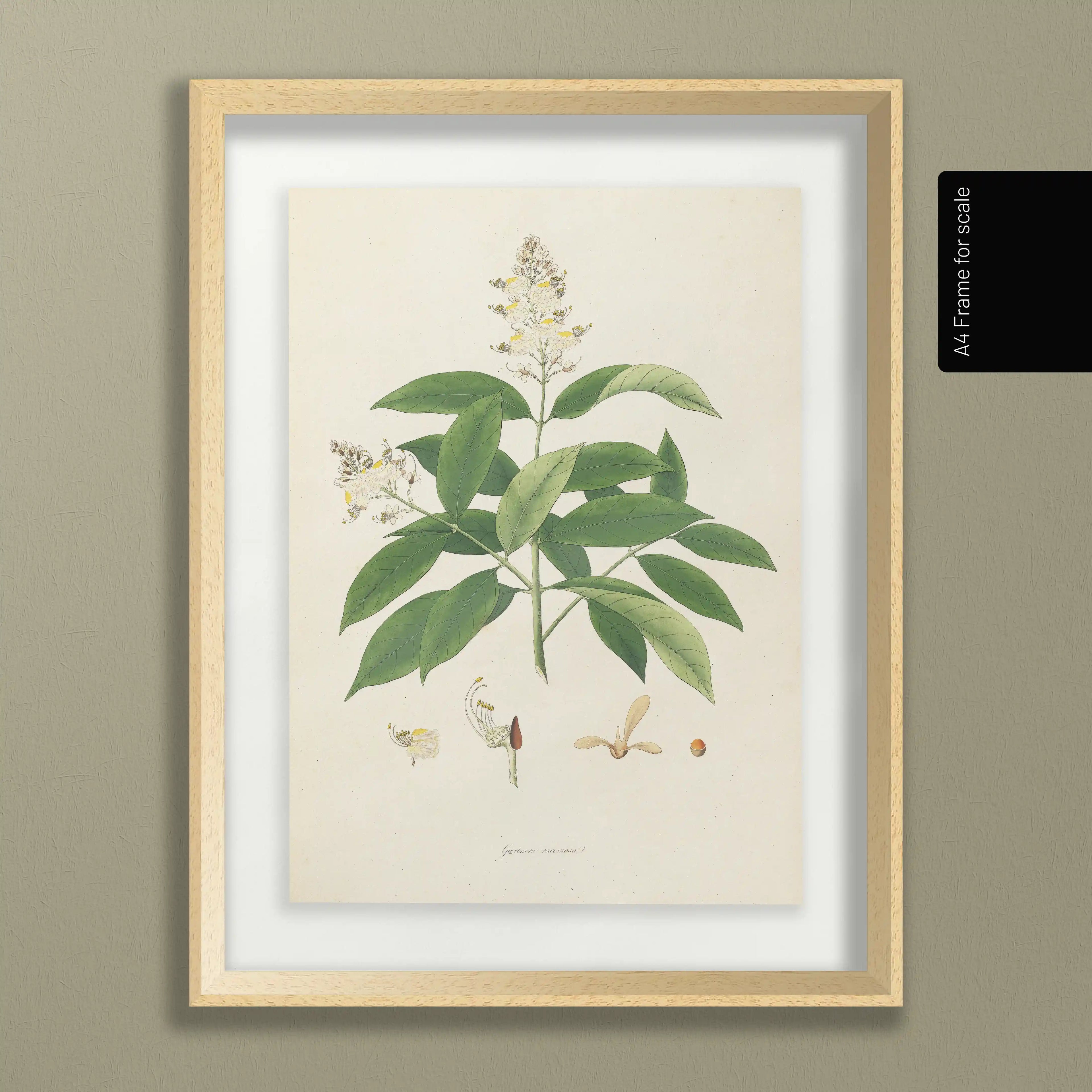 Plant Studies: Plate No. 14