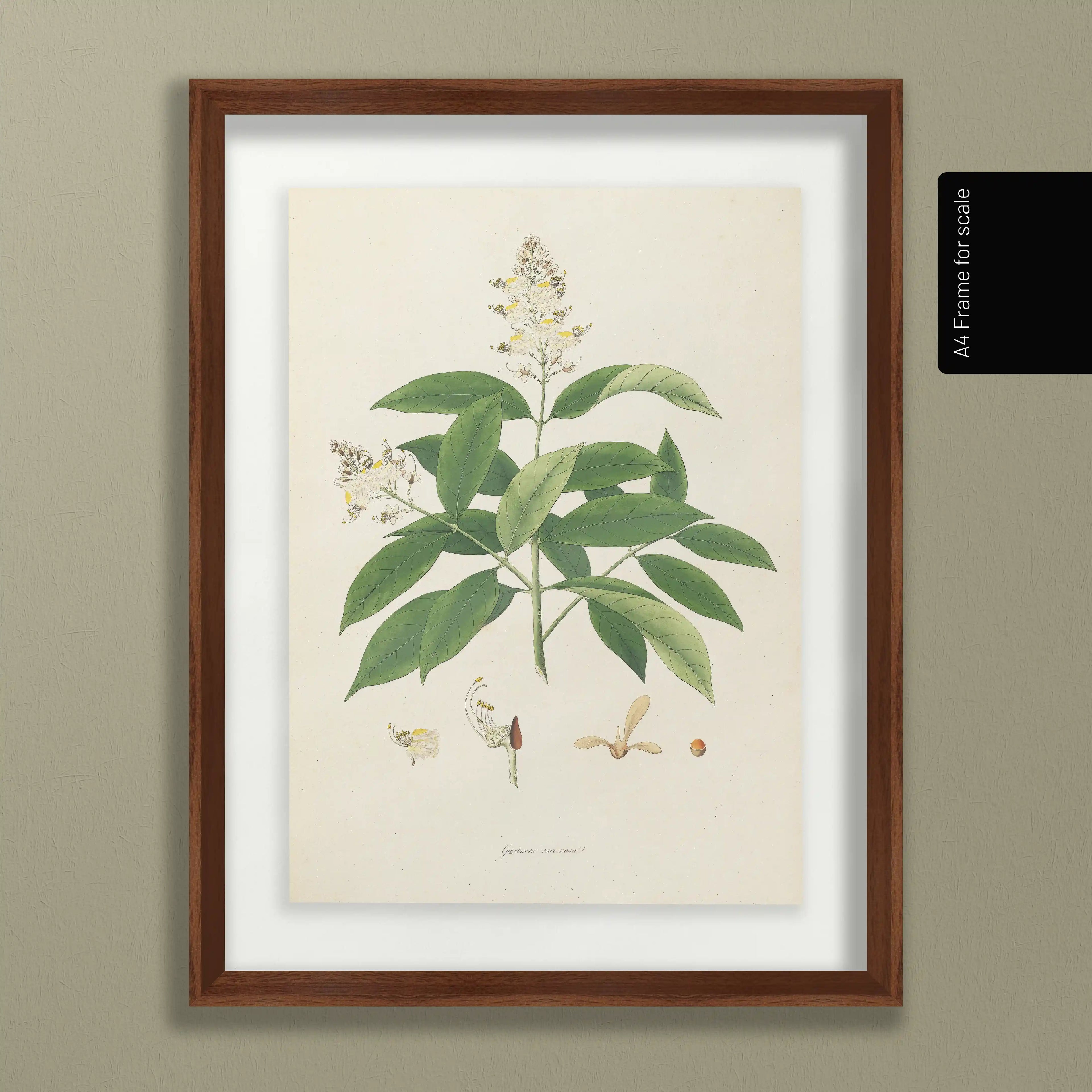 Plant Studies: Plate No. 14