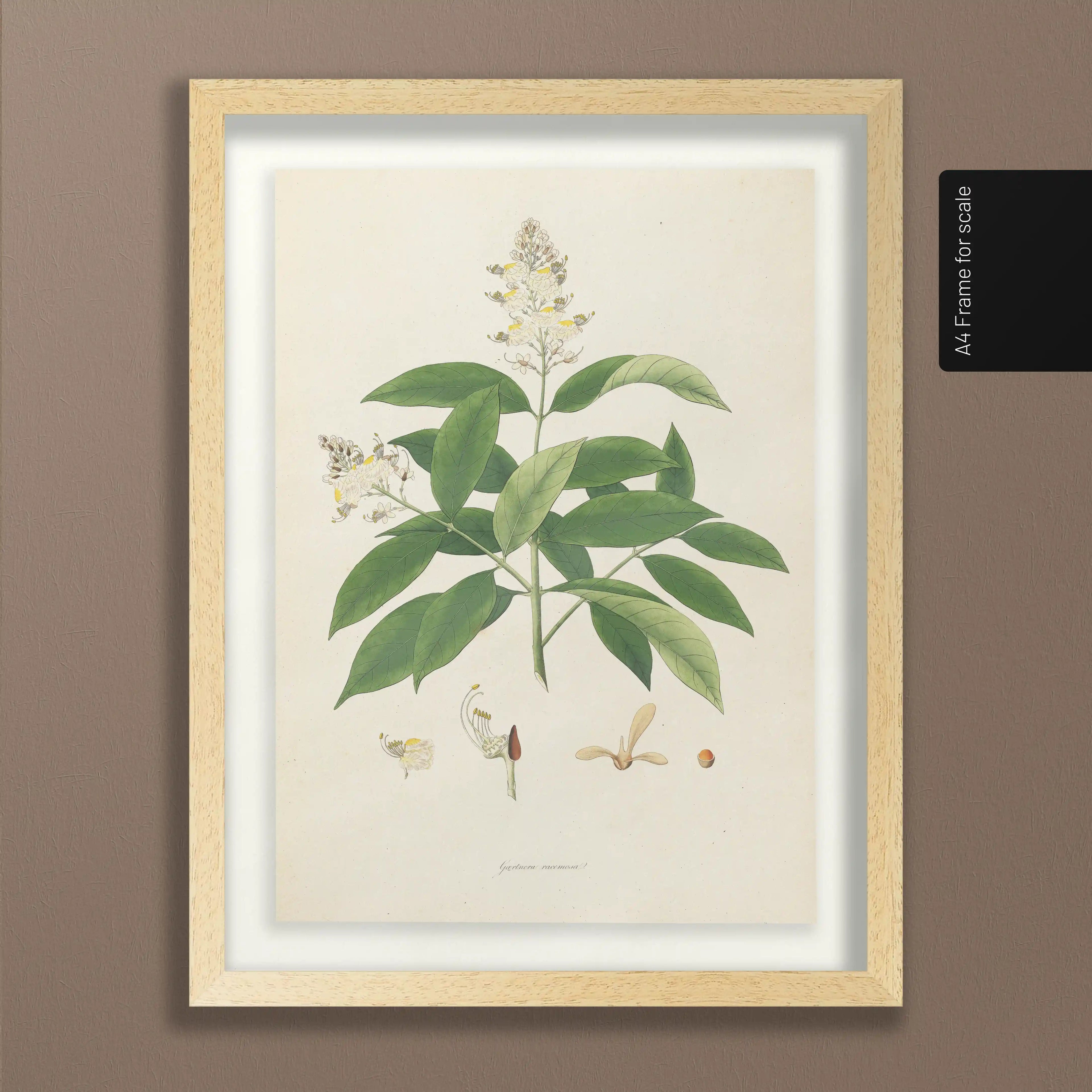 Plant Studies: Plate No. 14