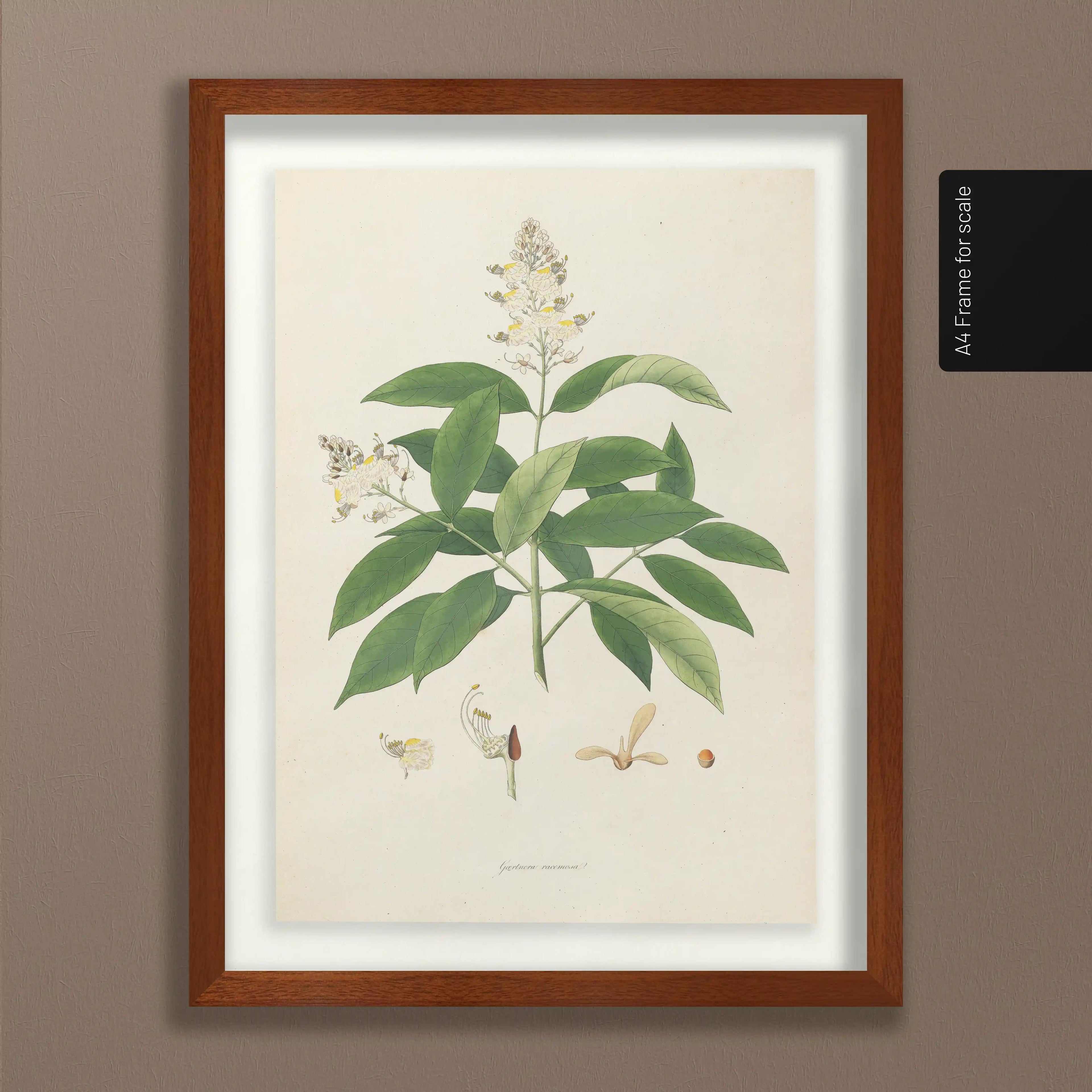 Plant Studies: Plate No. 14