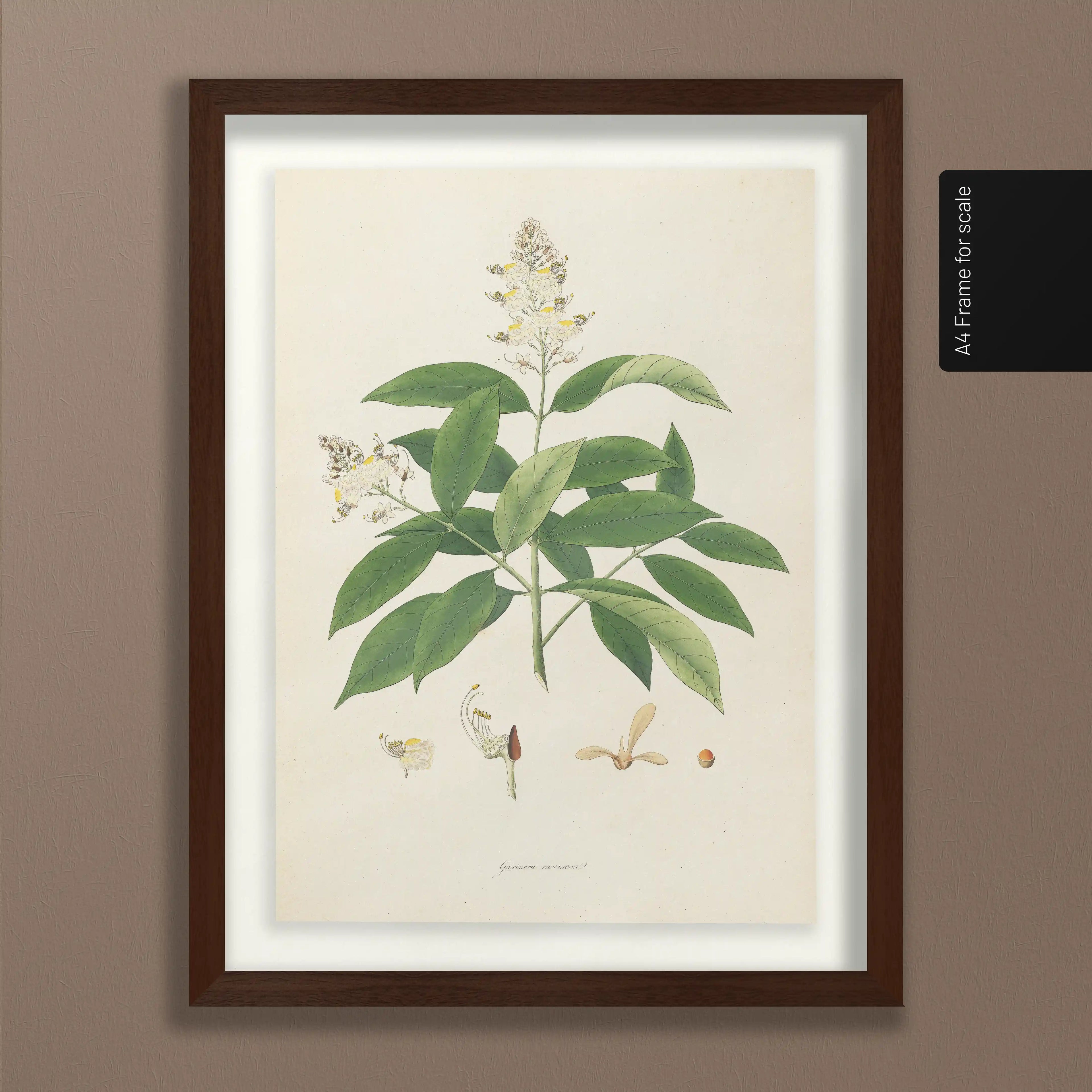 Plant Studies: Plate No. 14