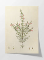 Plant Studies: Plate No. 15