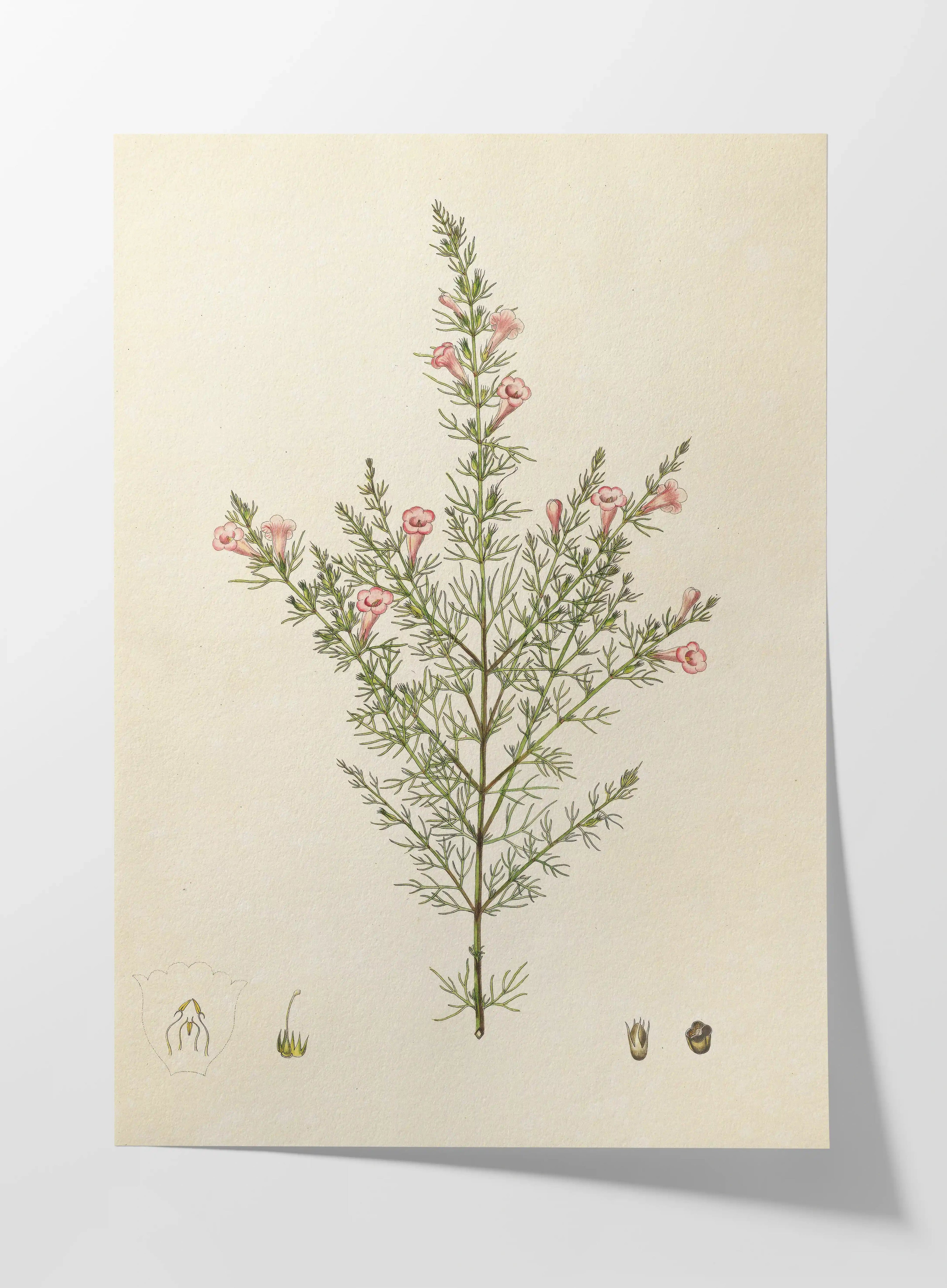 Plant Studies: Plate No. 15