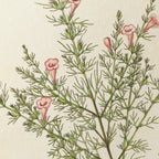Plant Studies: Plate No. 15