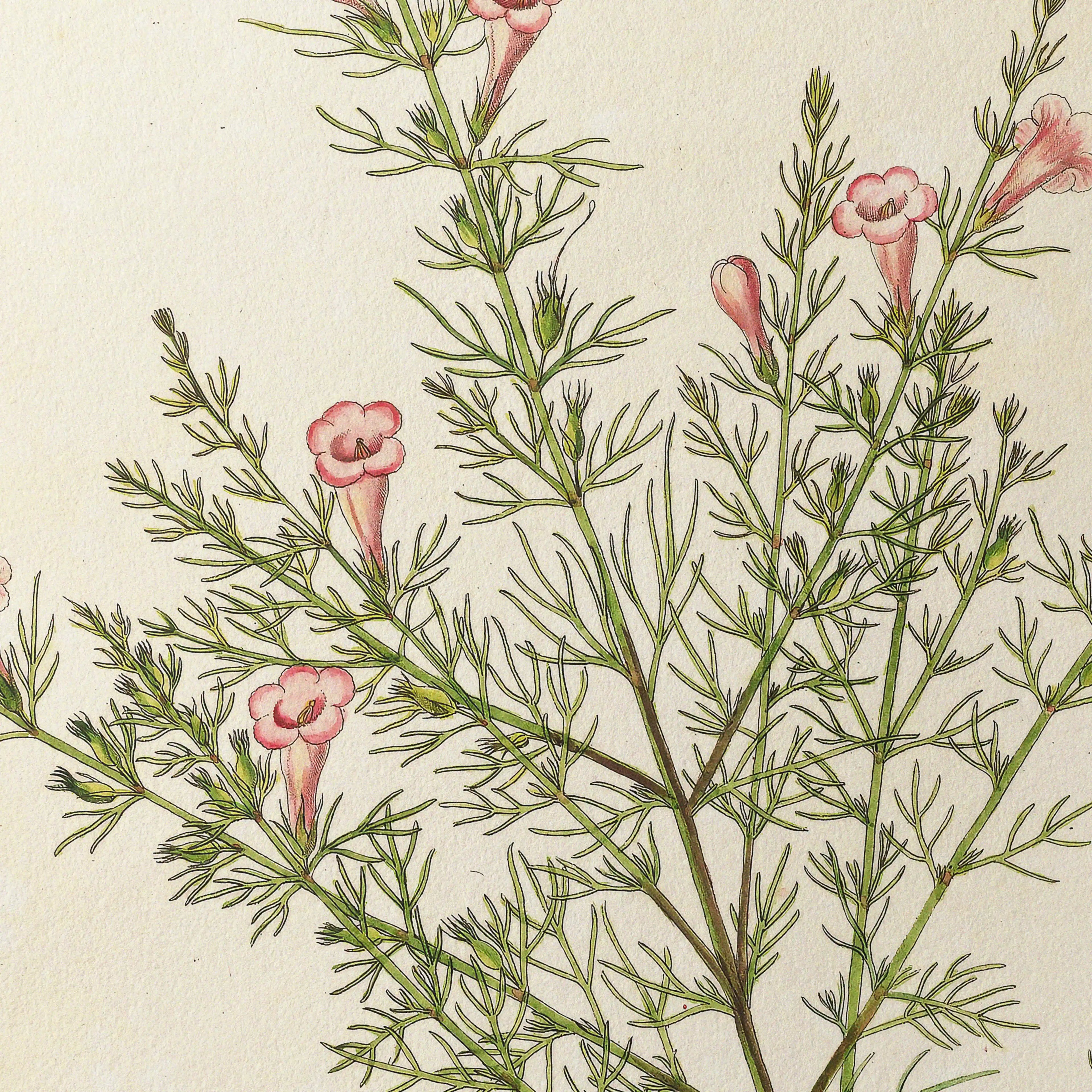 Plant Studies: Plate No. 15