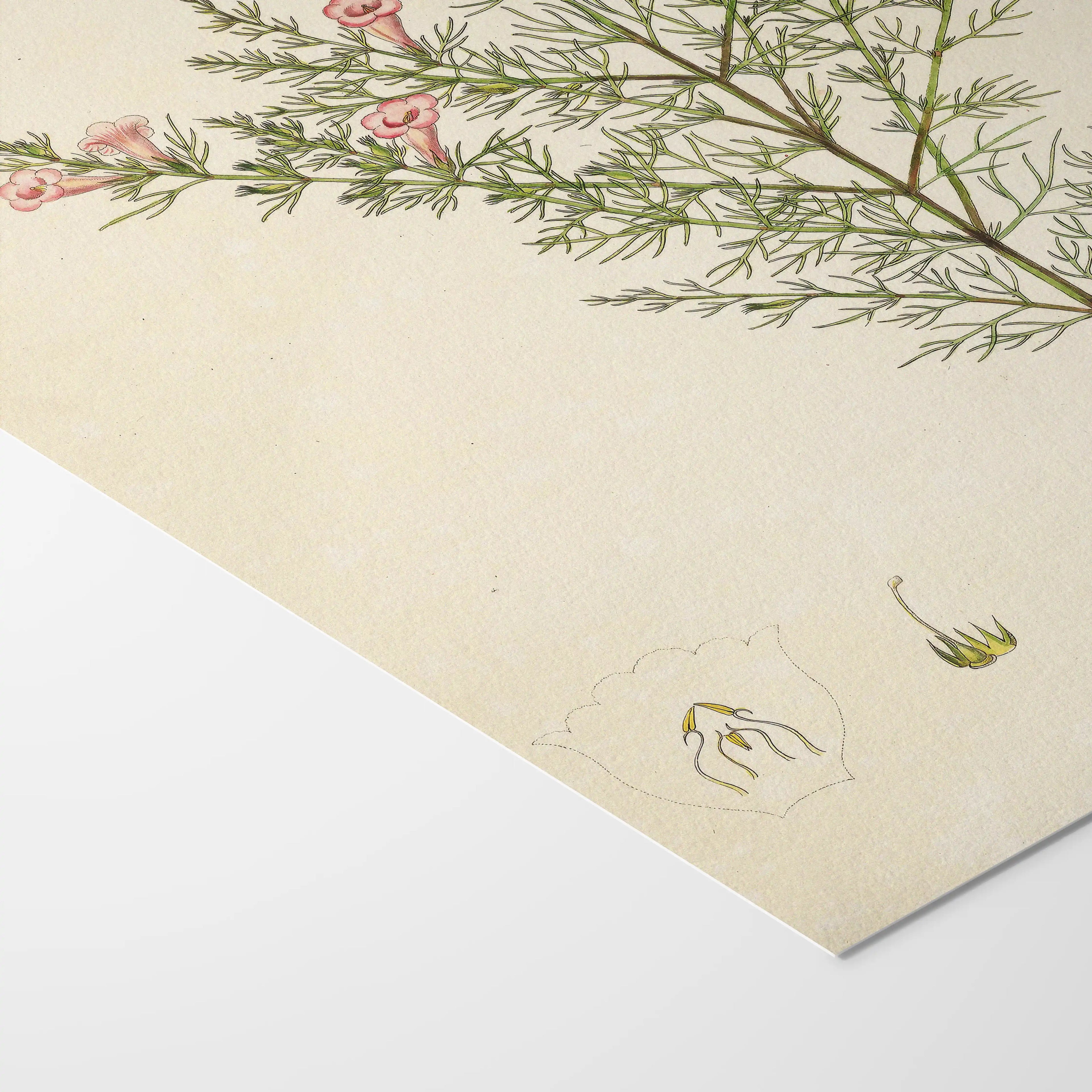 Plant Studies: Plate No. 15