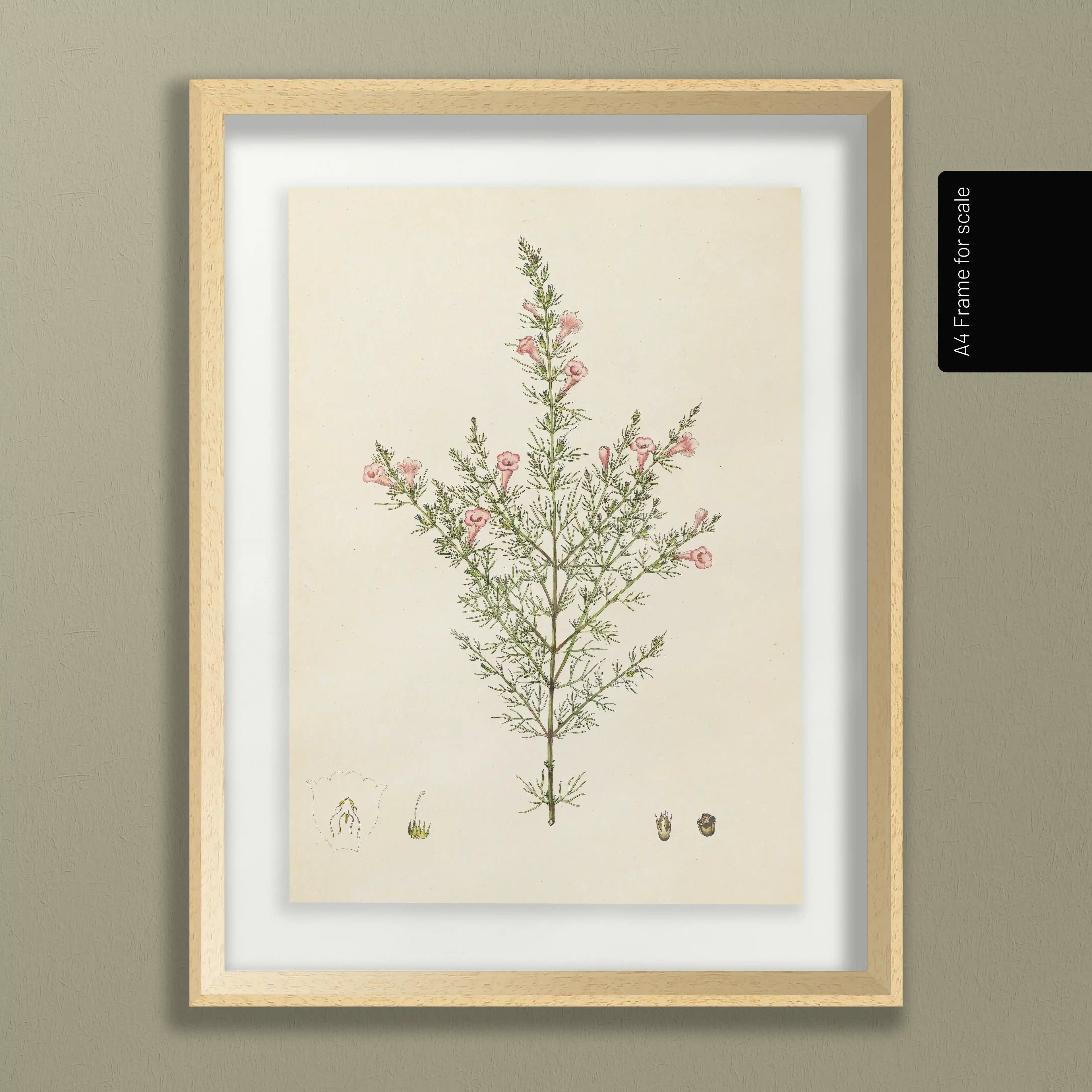 Plant Studies: Plate No. 15
