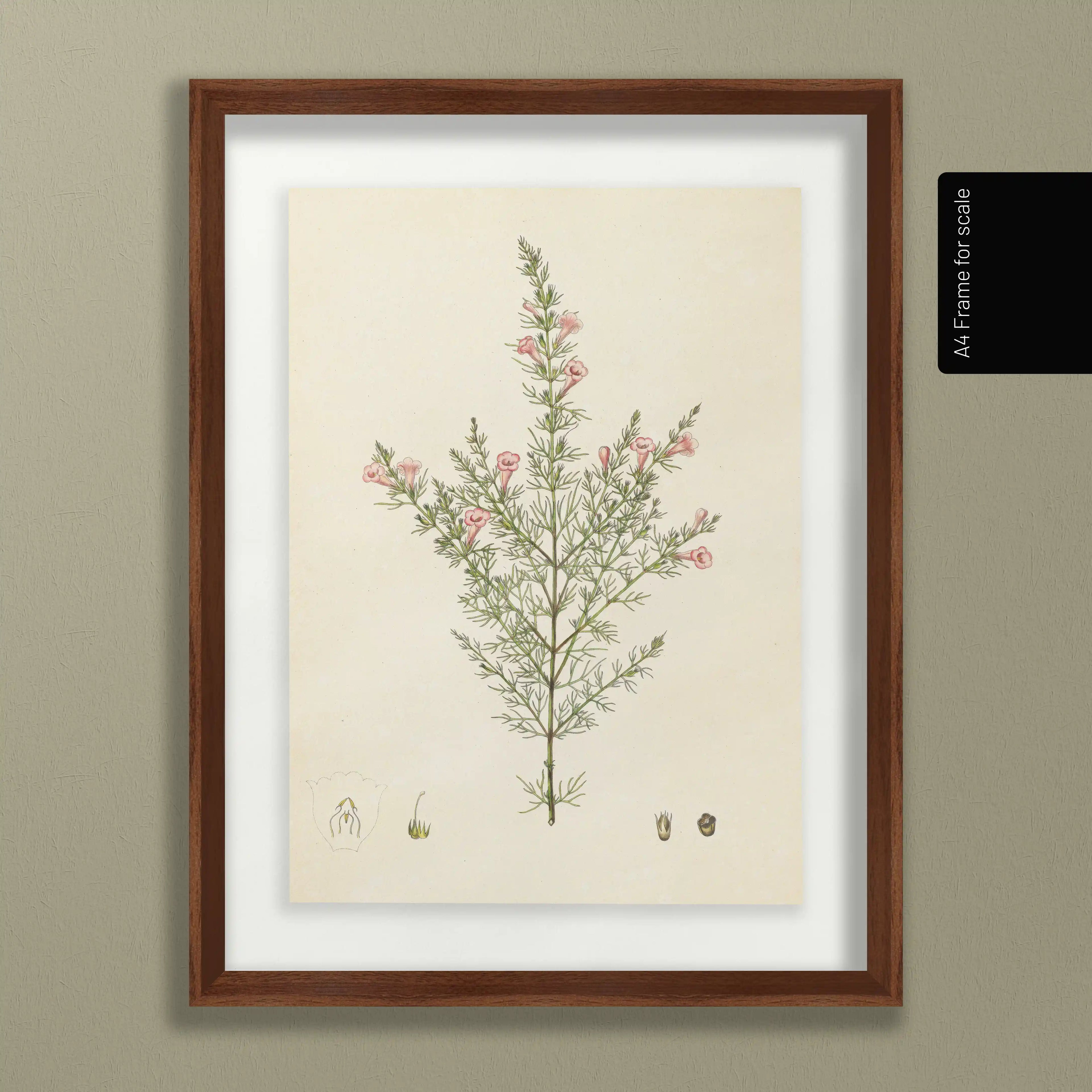 Plant Studies: Plate No. 15