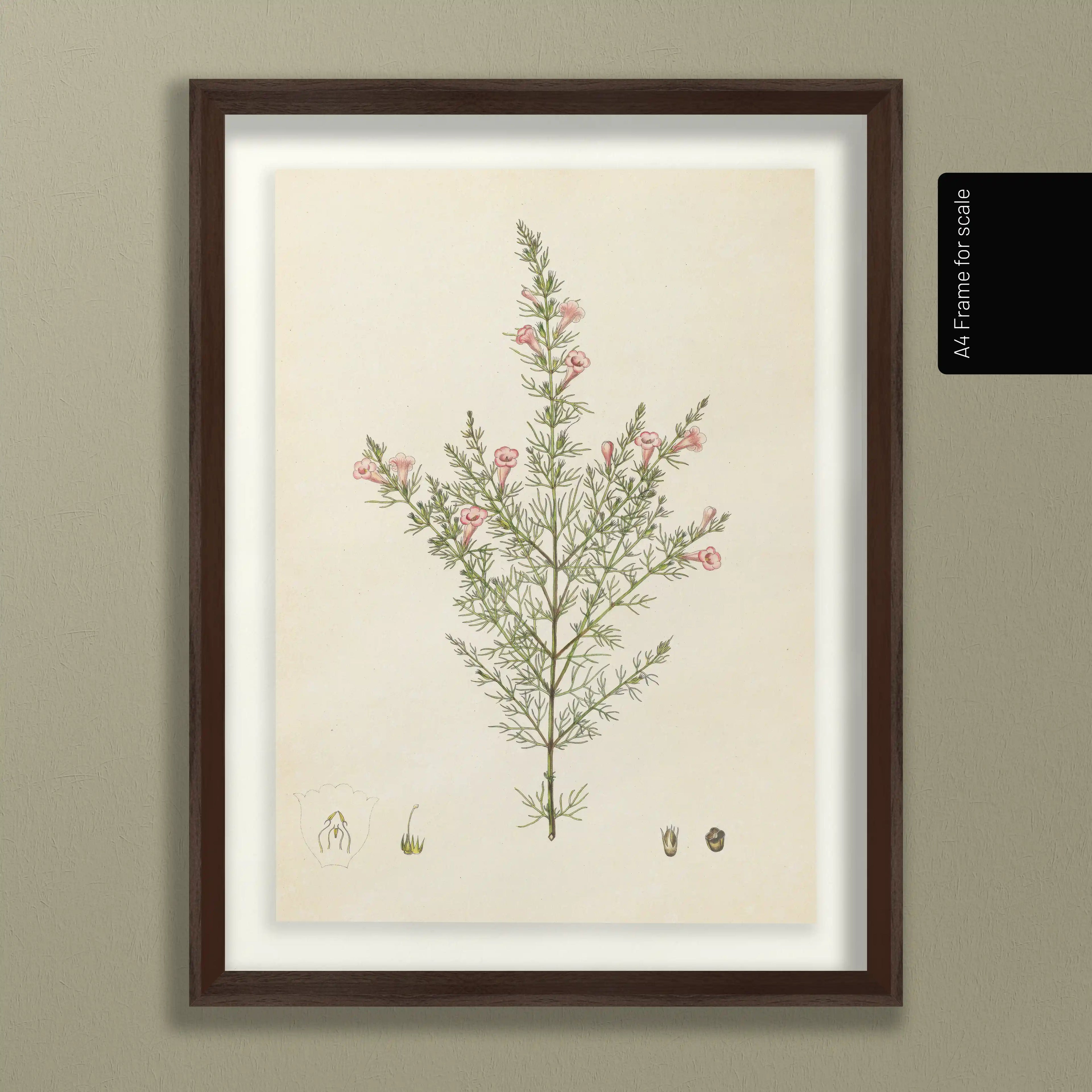 Plant Studies: Plate No. 15