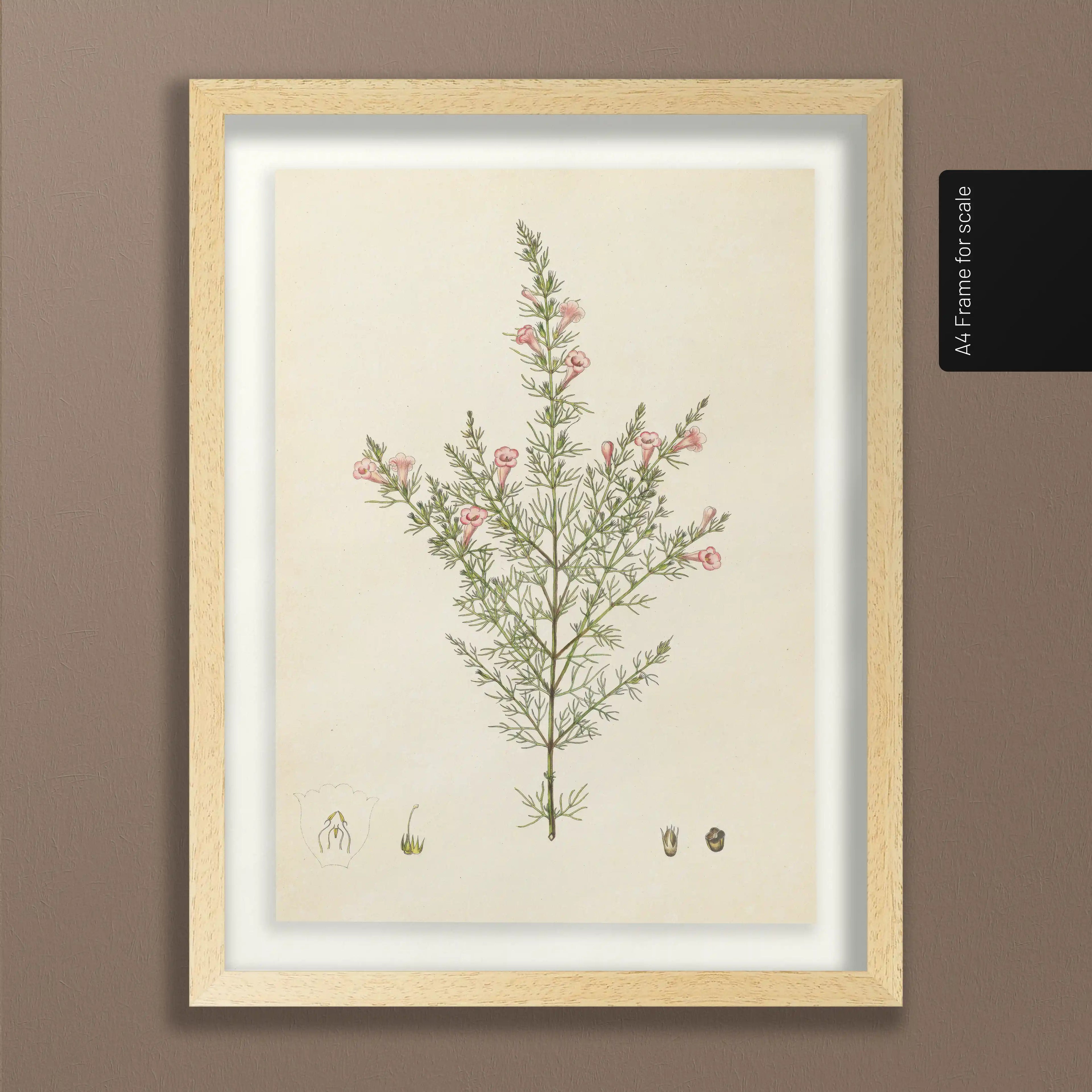 Plant Studies: Plate No. 15