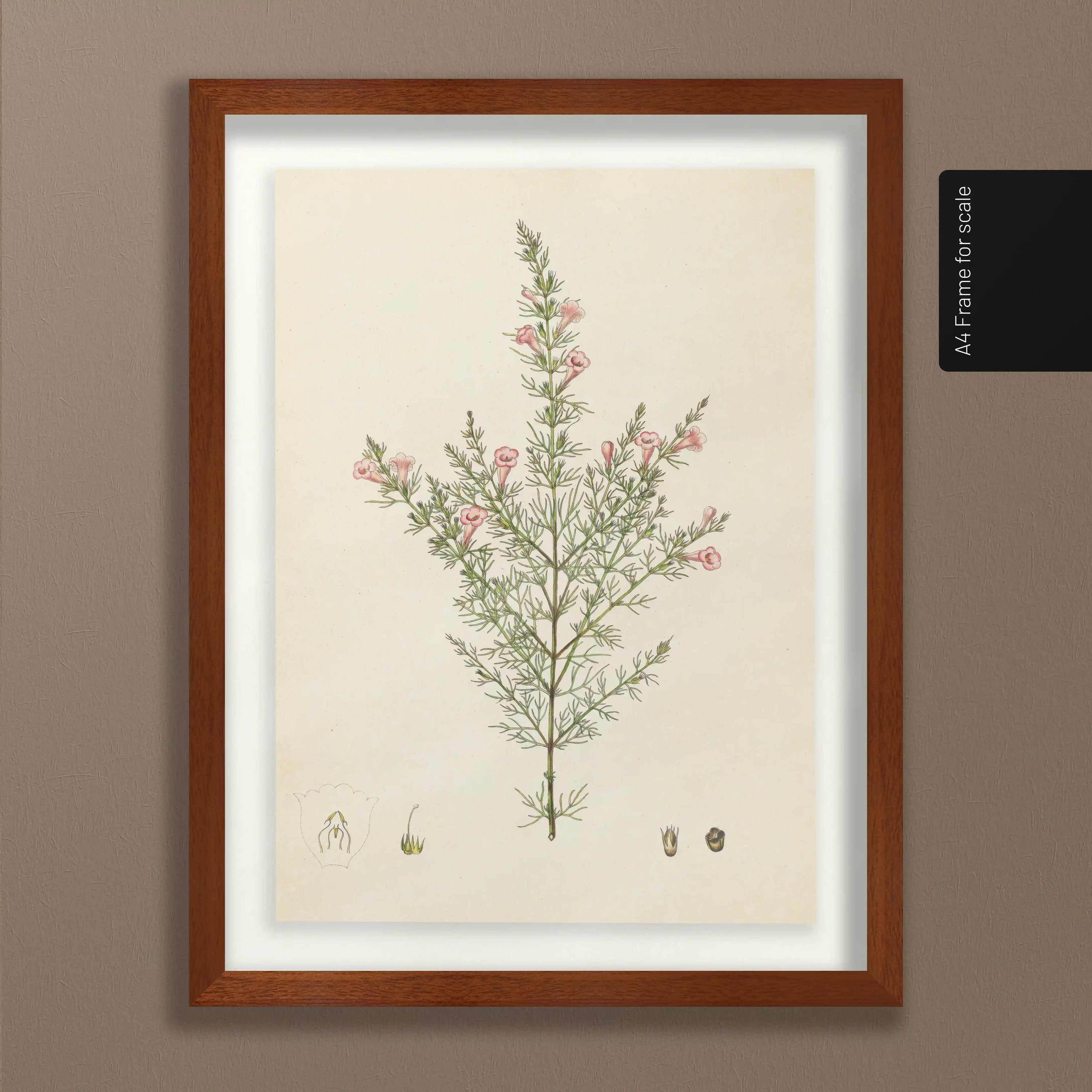 Plant Studies: Plate No. 15