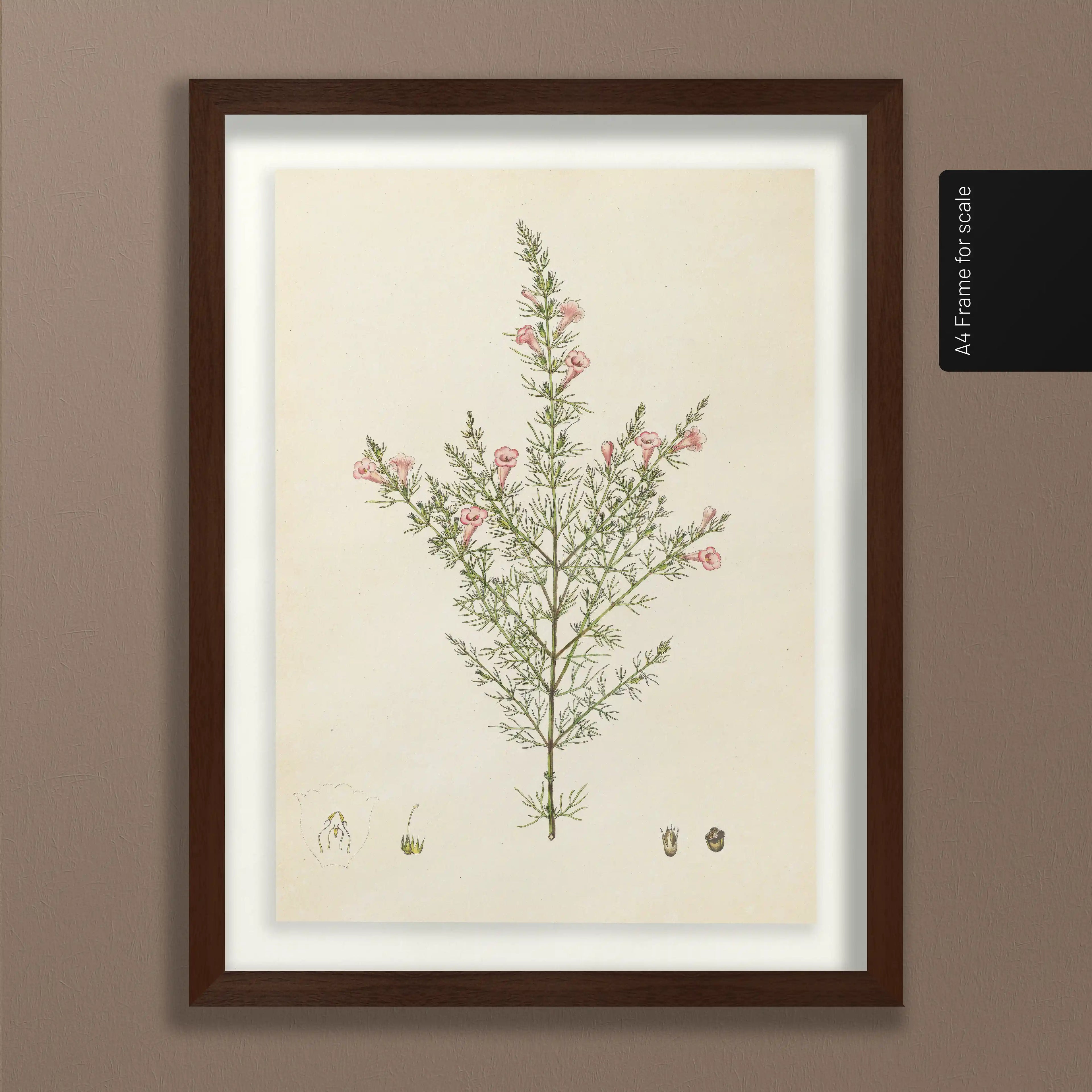 Plant Studies: Plate No. 15