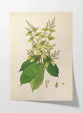 Plant Studies: Plate No. 16