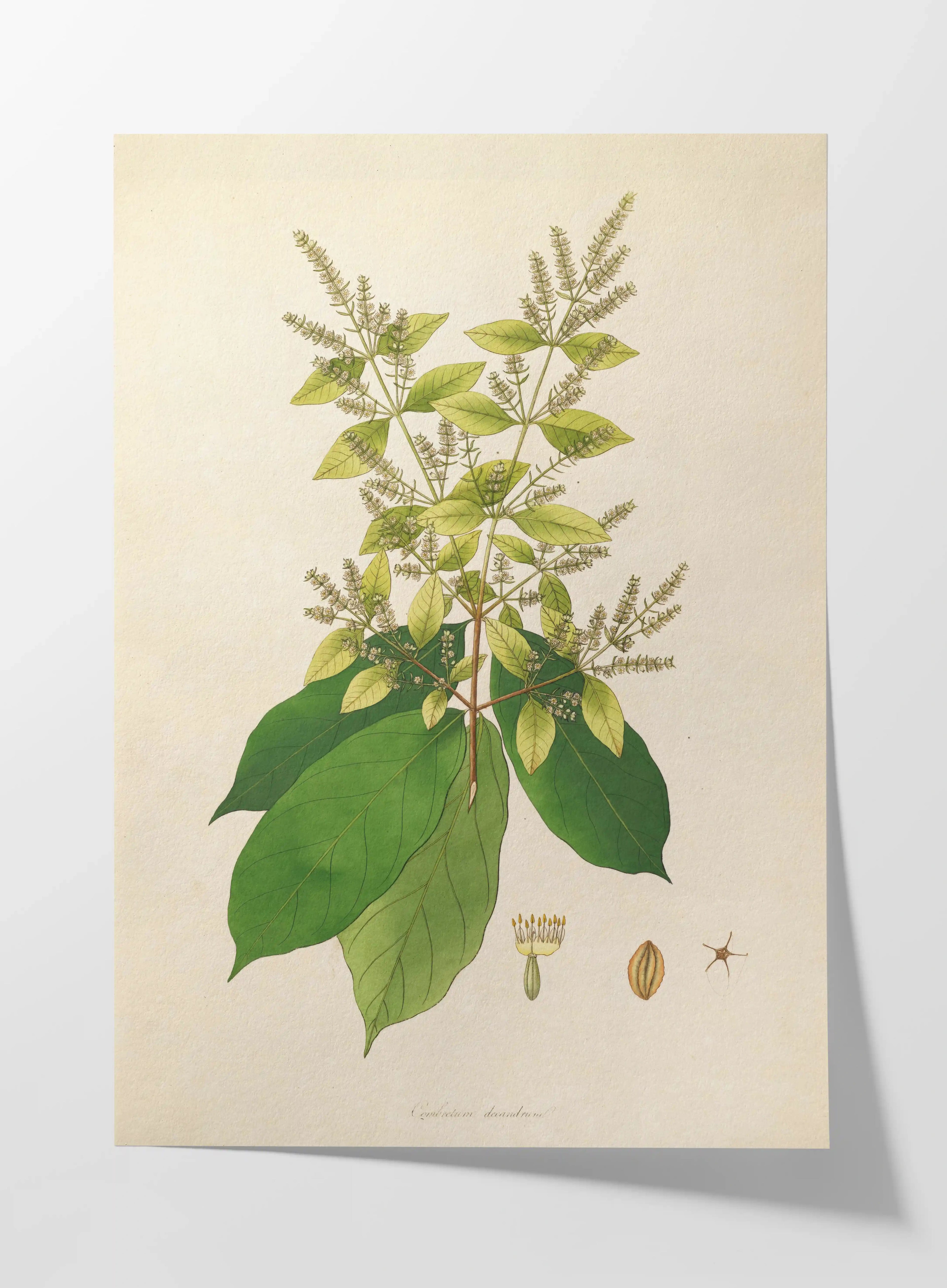 Plant Studies: Plate No. 16