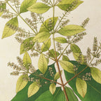 Plant Studies: Plate No. 16