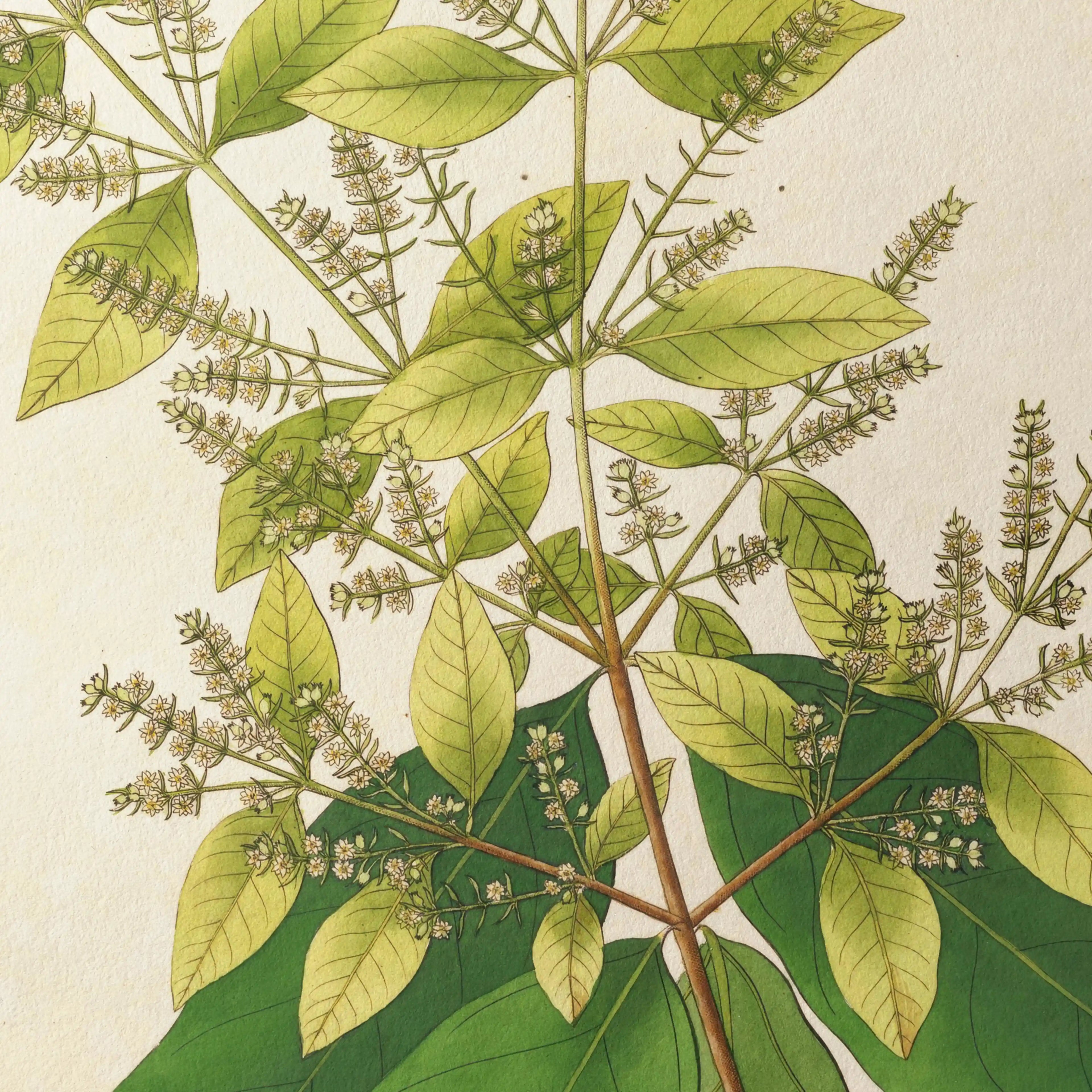 Plant Studies: Plate No. 16
