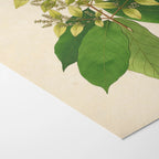 Plant Studies: Plate No. 16