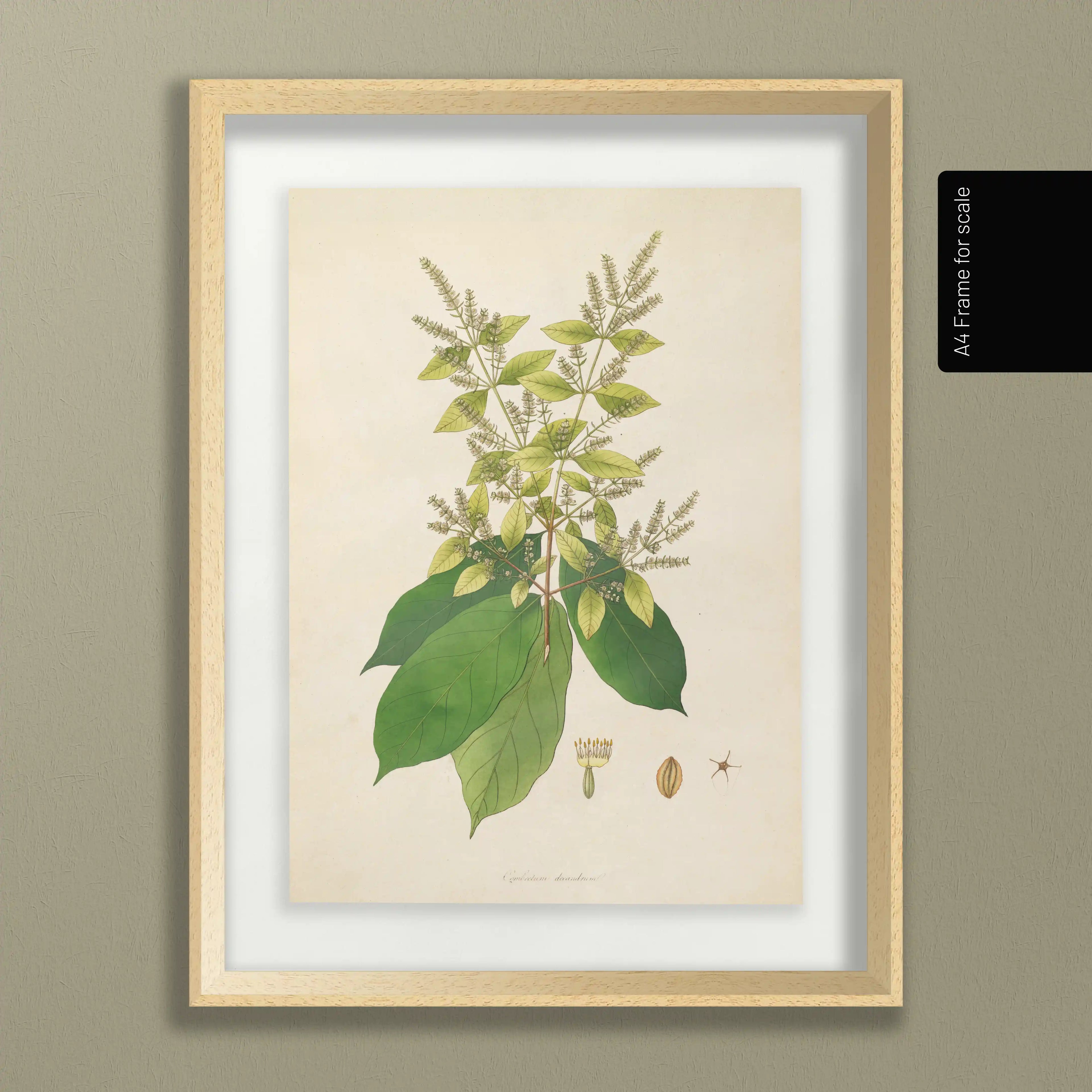Plant Studies: Plate No. 16