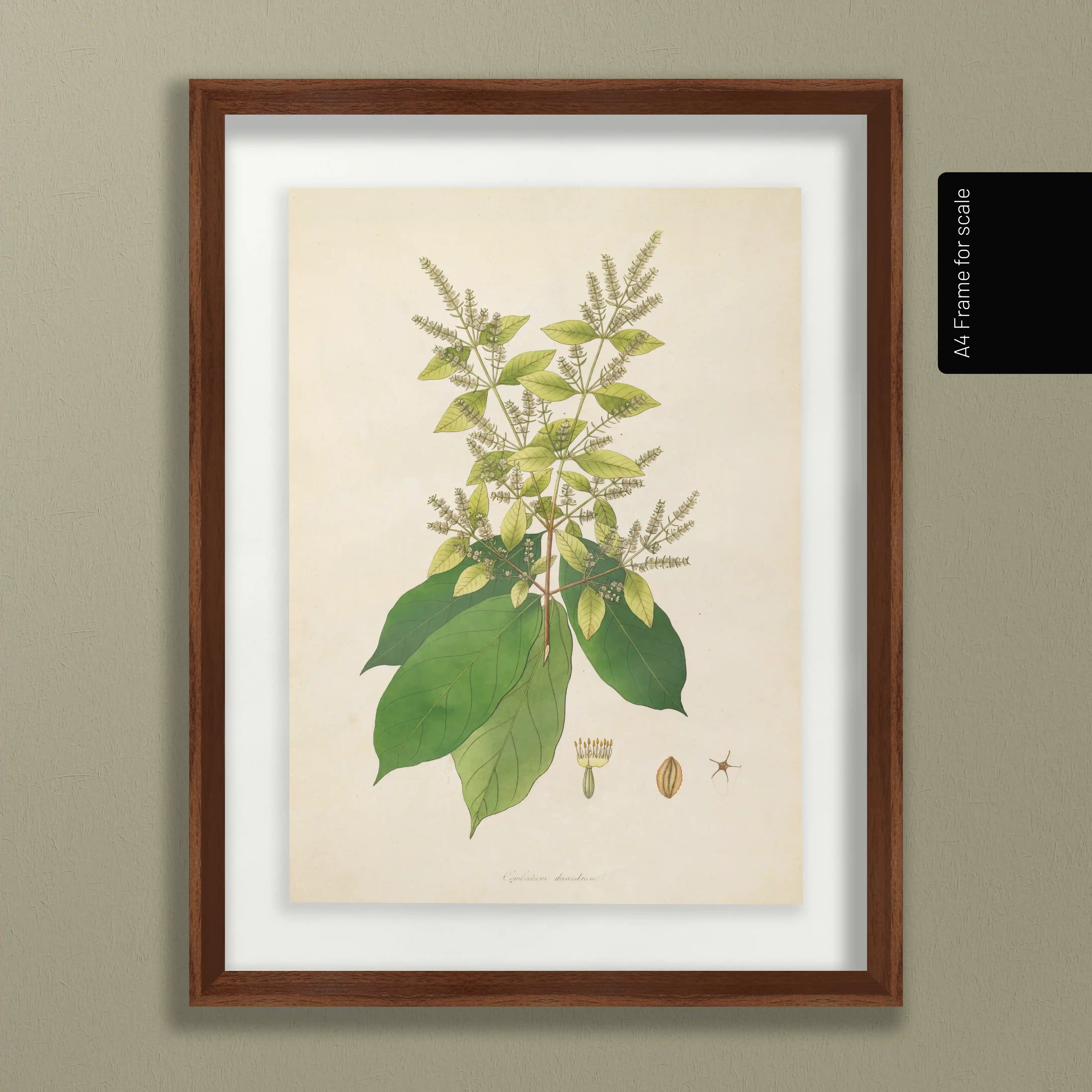Plant Studies: Plate No. 16