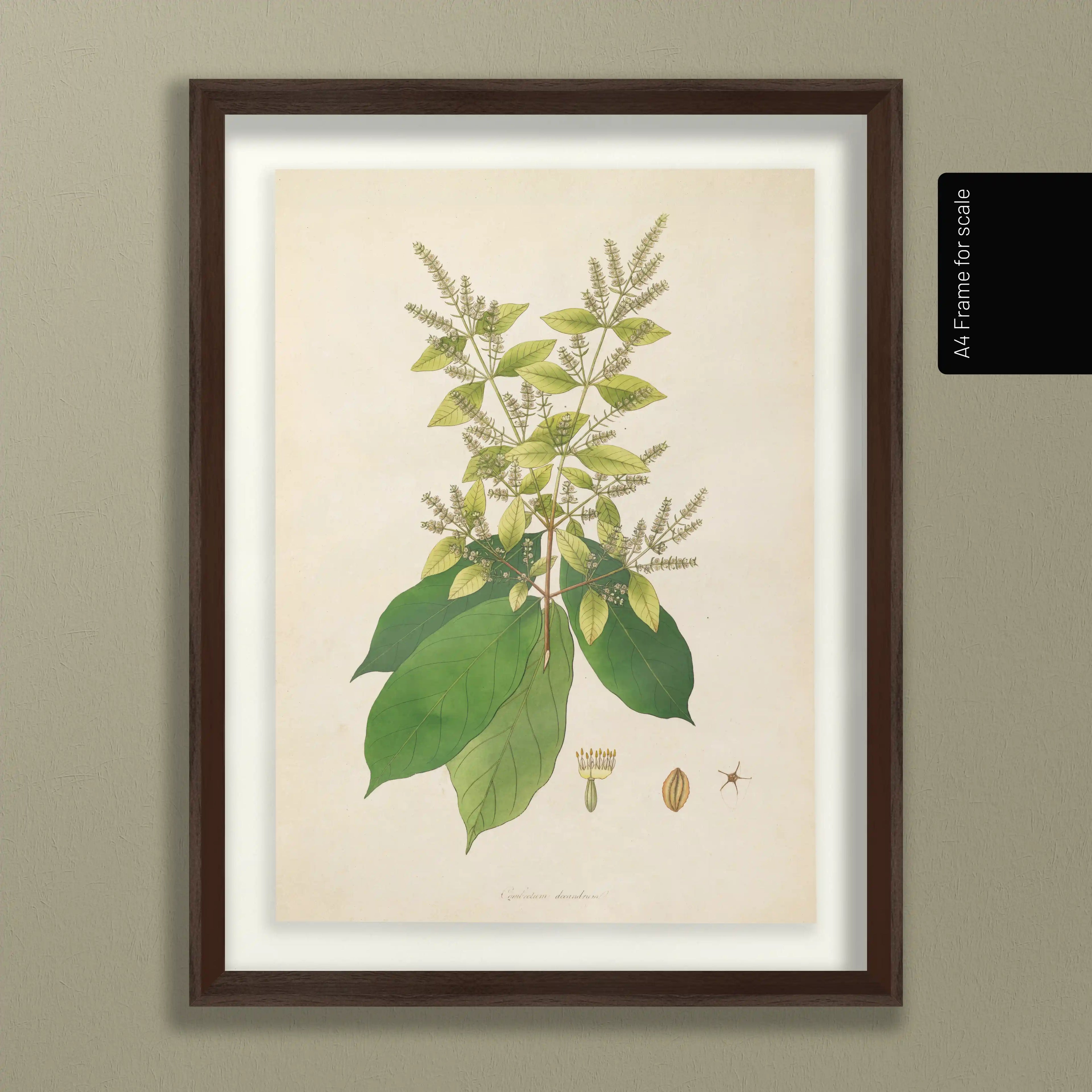 Plant Studies: Plate No. 16