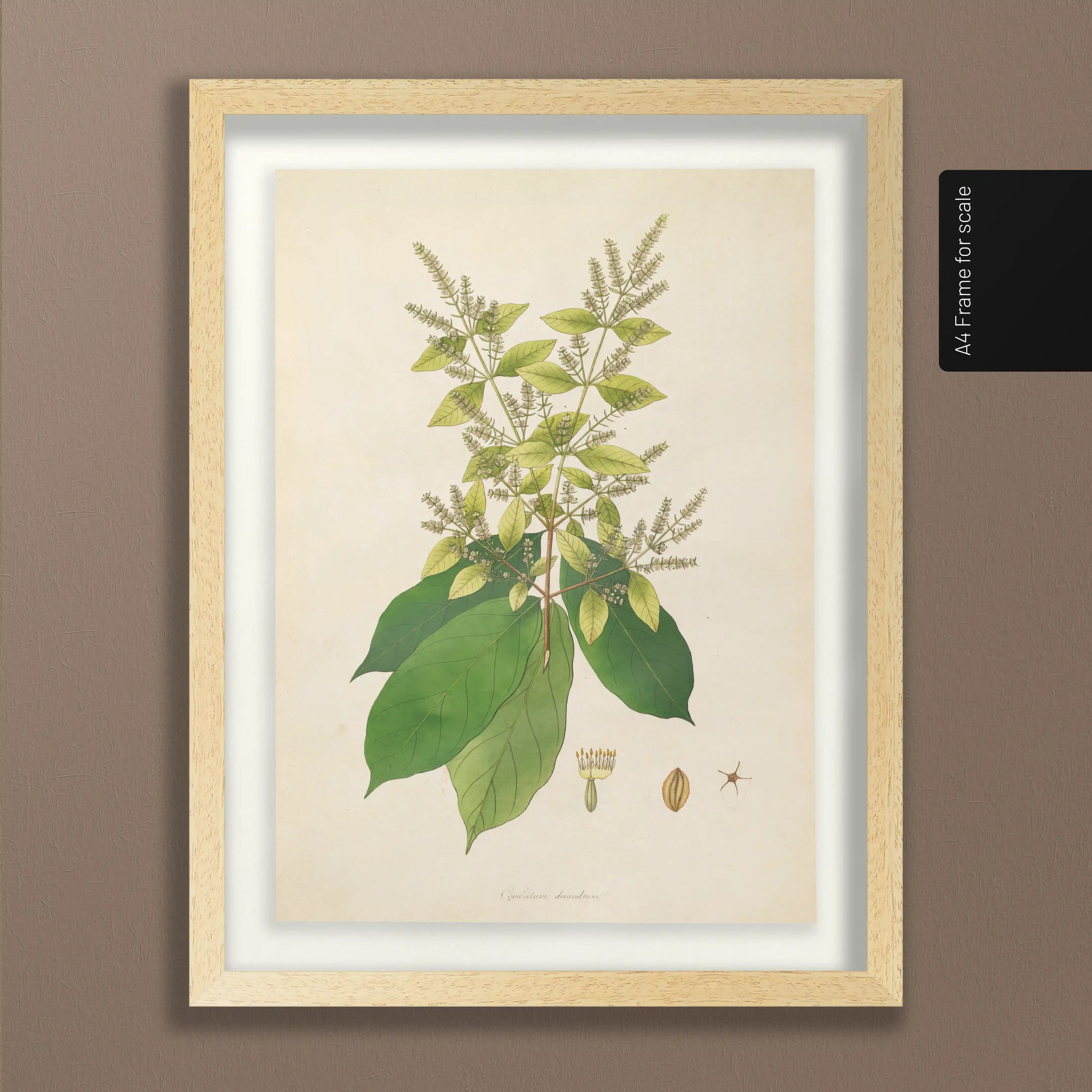Plant Studies: Plate No. 16