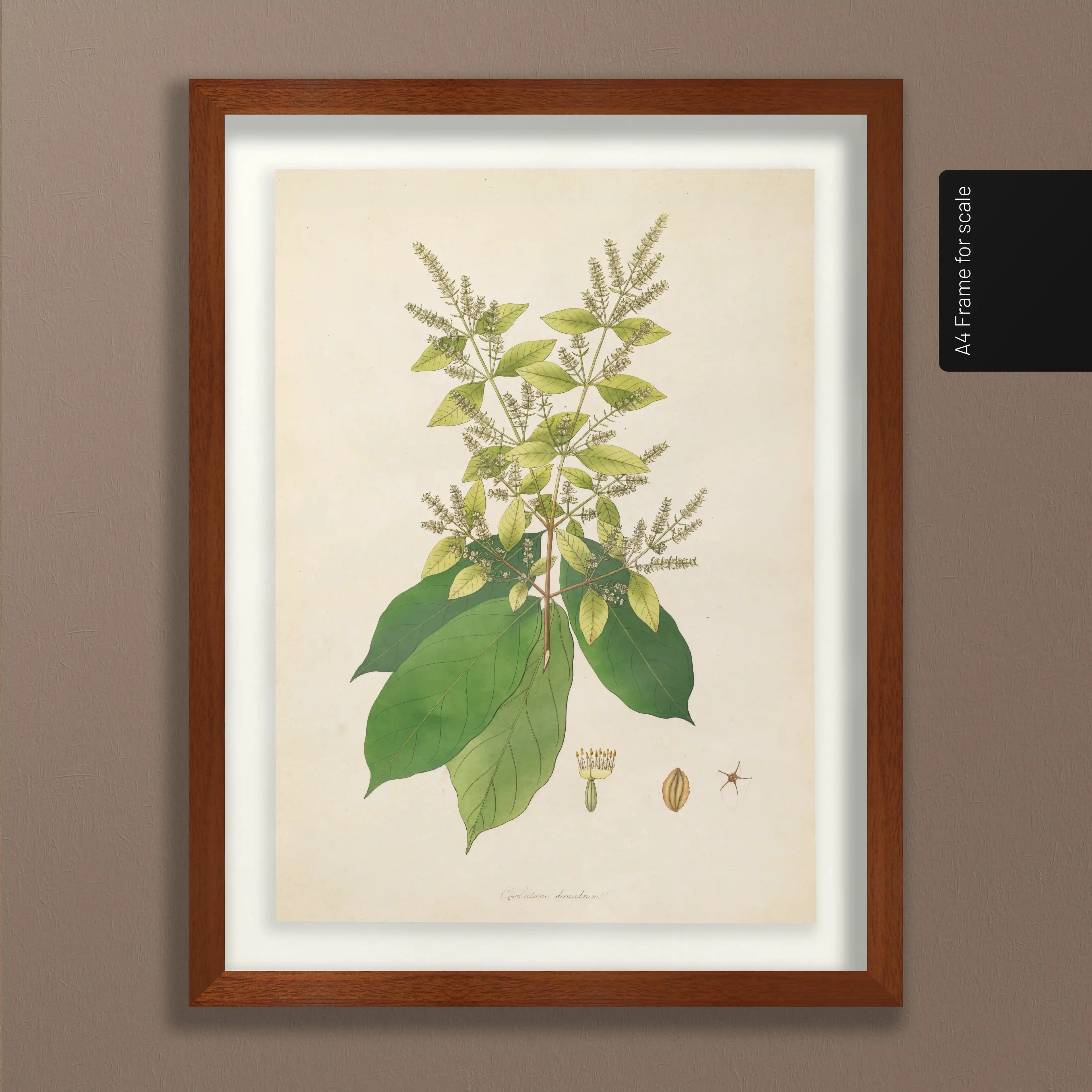 Plant Studies: Plate No. 16