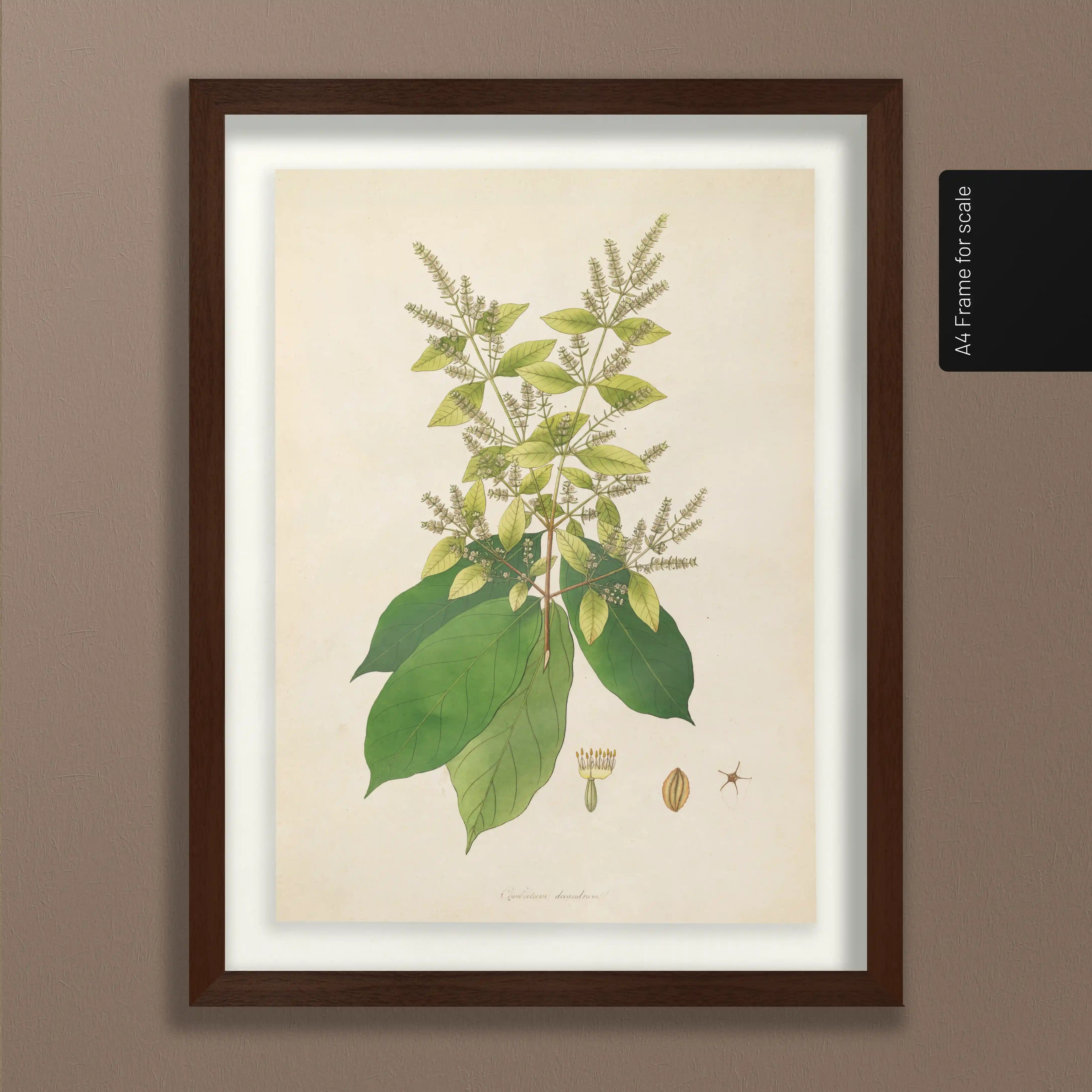 Plant Studies: Plate No. 16