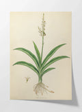 Plant Studies: Plate No. 17